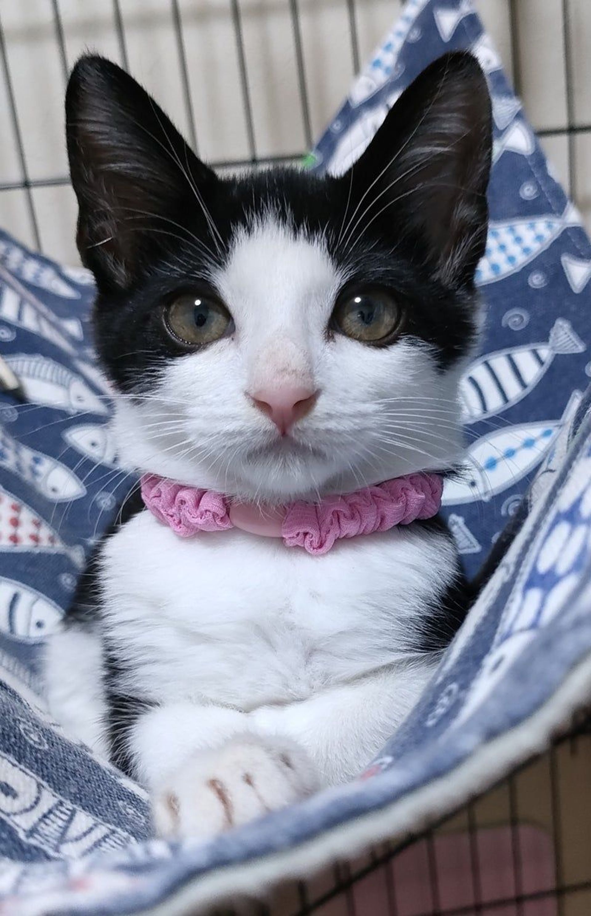 雑種（ミックス猫）・メスの里親募集の写真