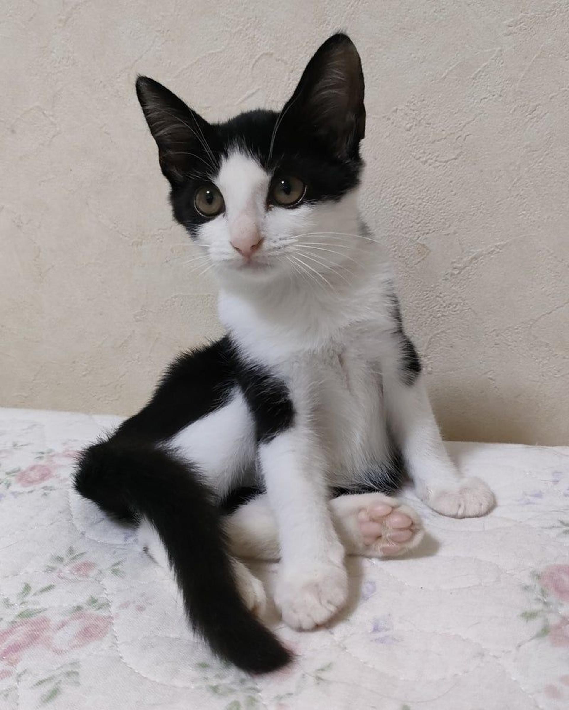 pet-image-2