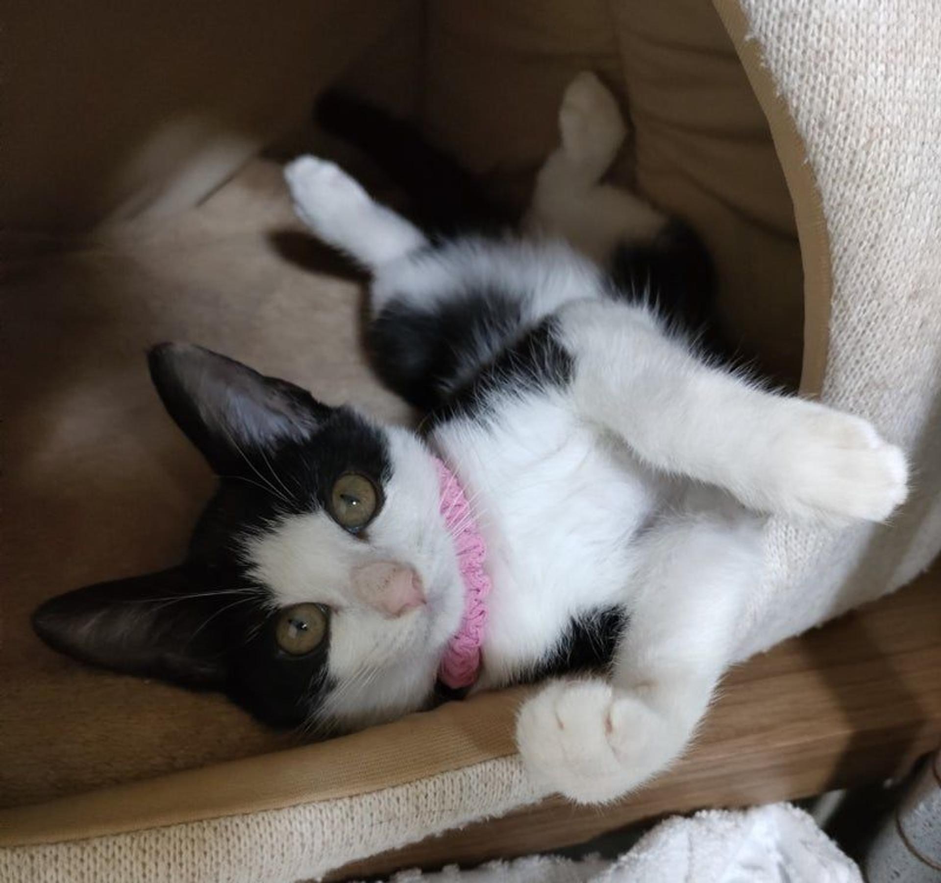 pet-image-3