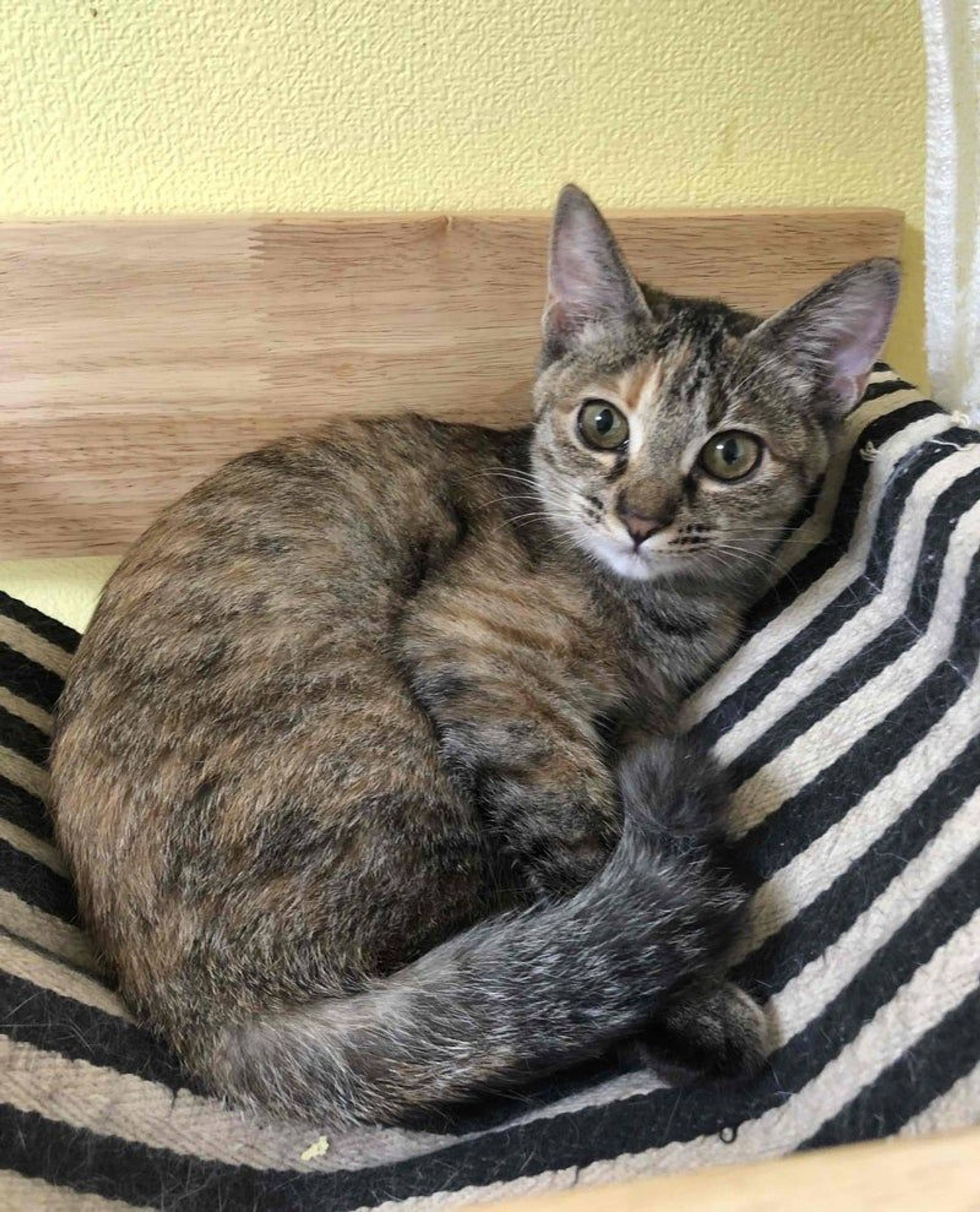 雑種（ミックス猫）・メスの里親募集の写真