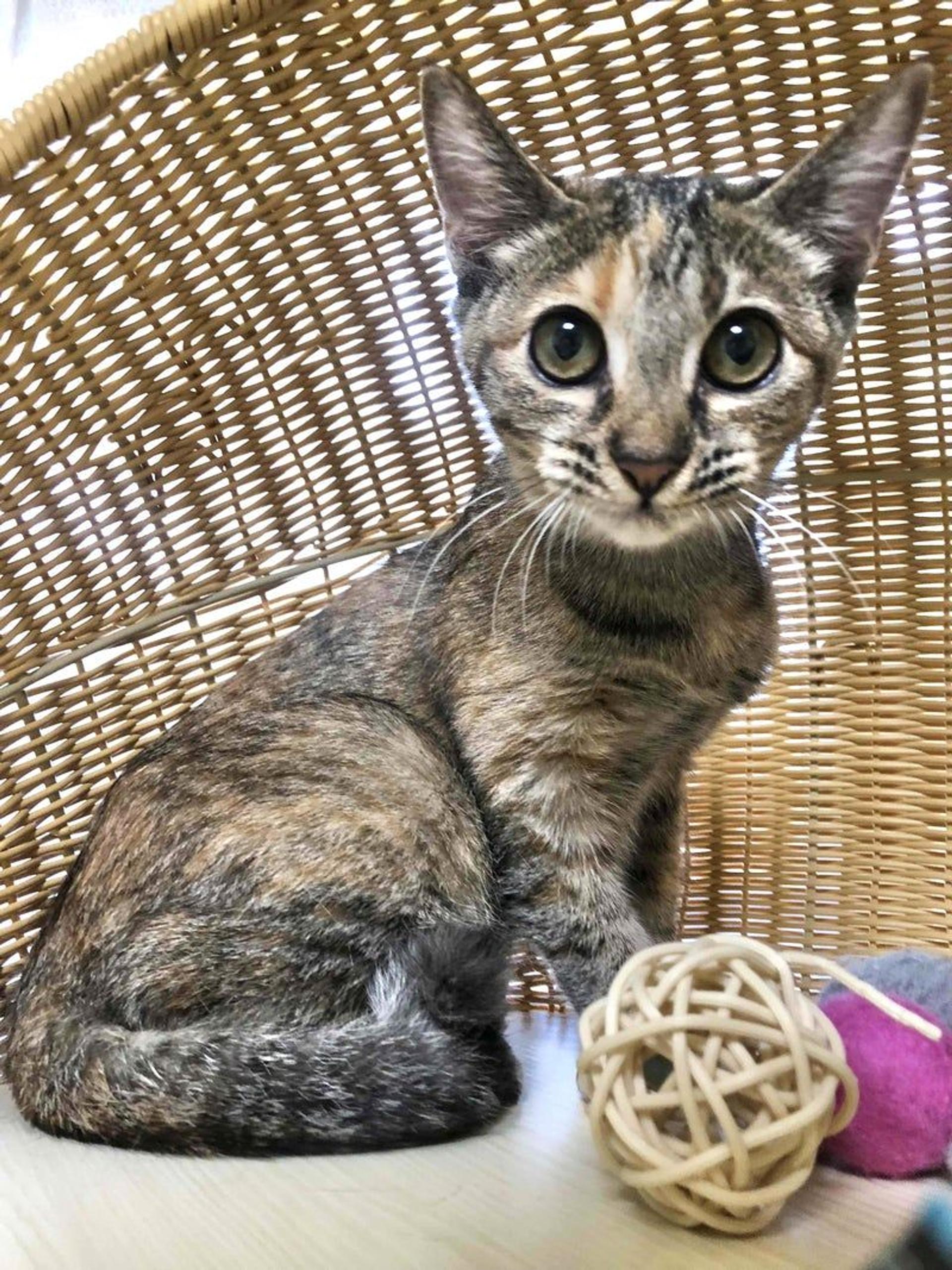 pet-image-2