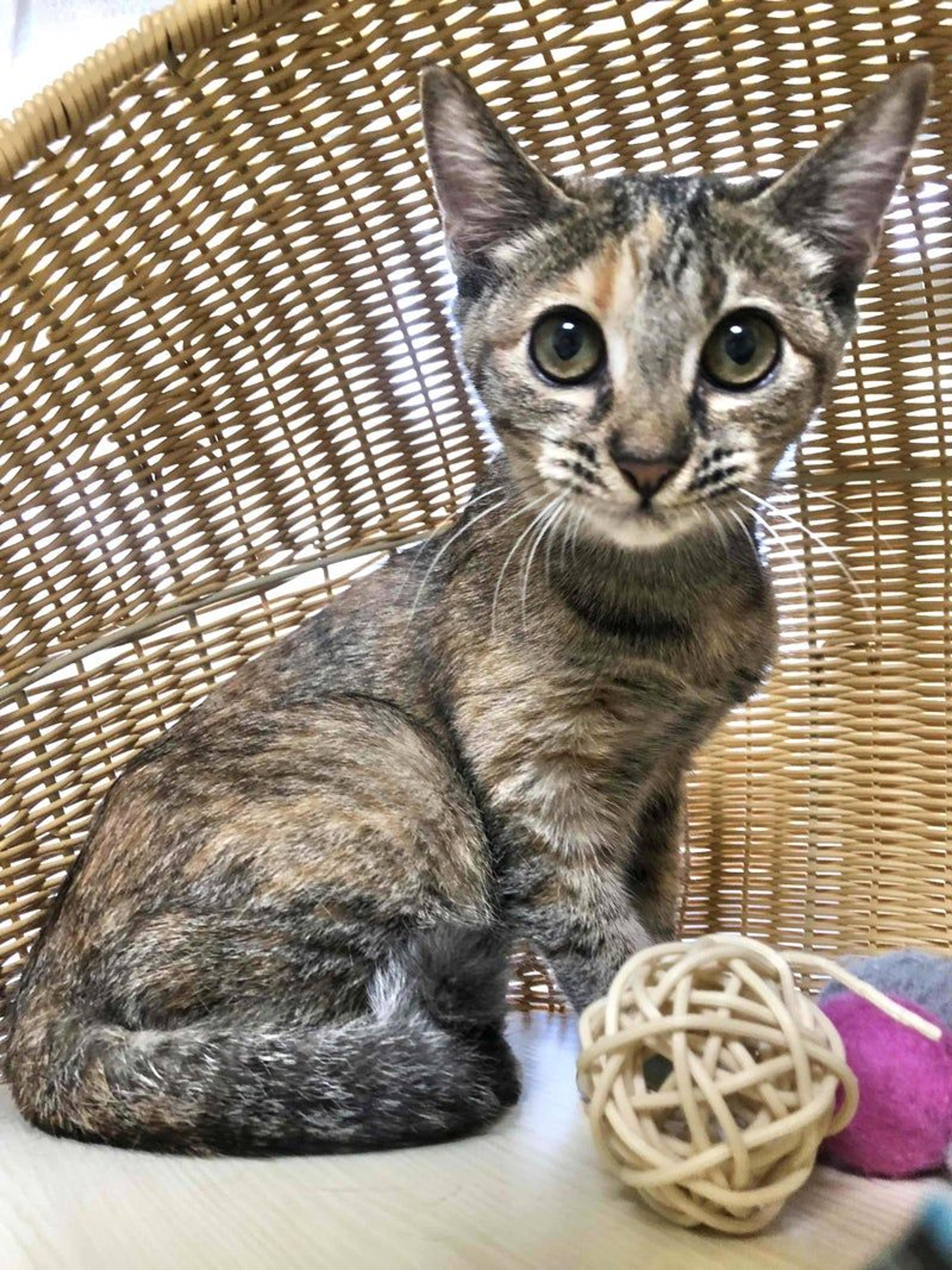 pet-image-2