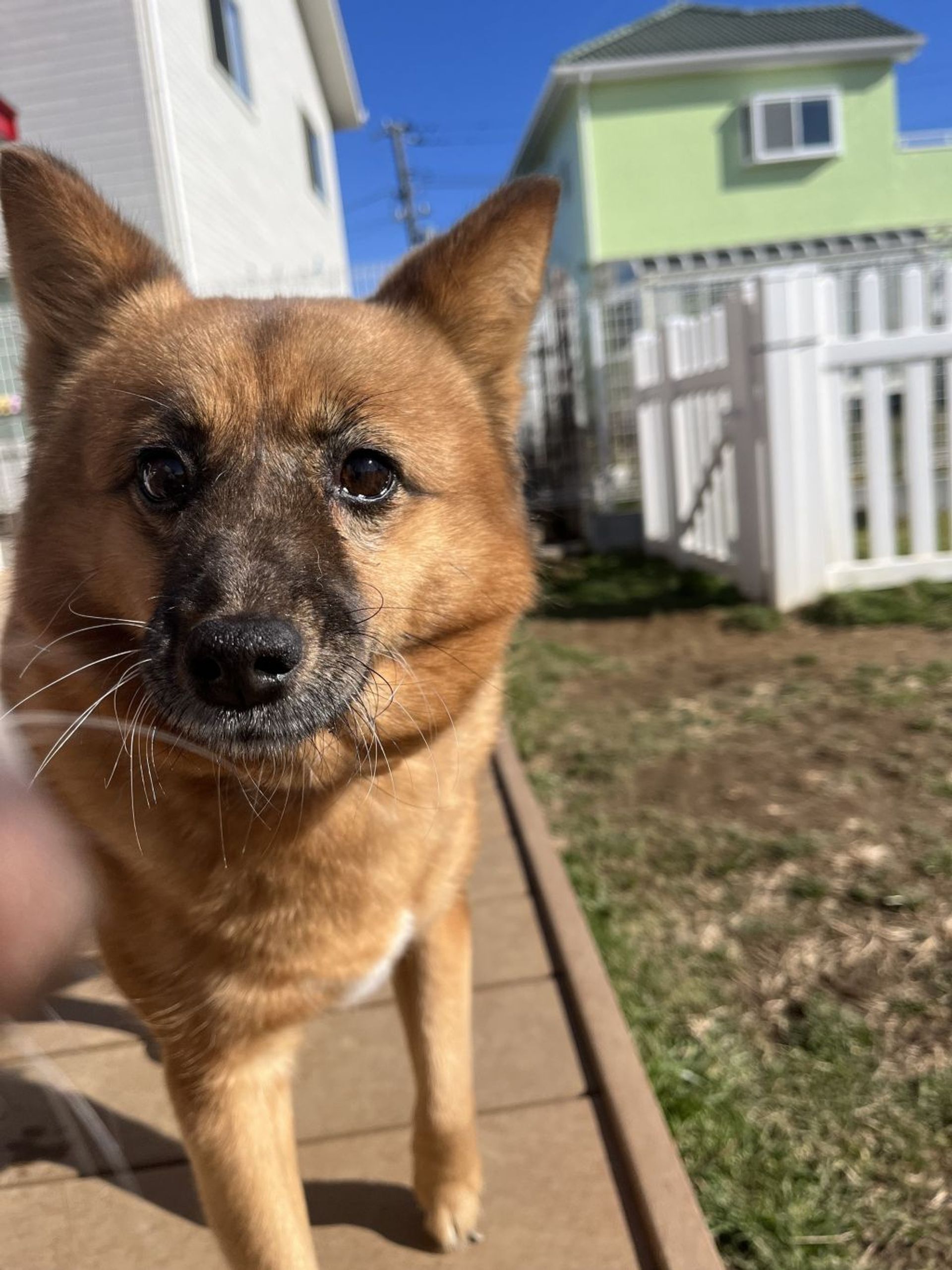 雑種（ミックス犬）・メスの里親募集の写真