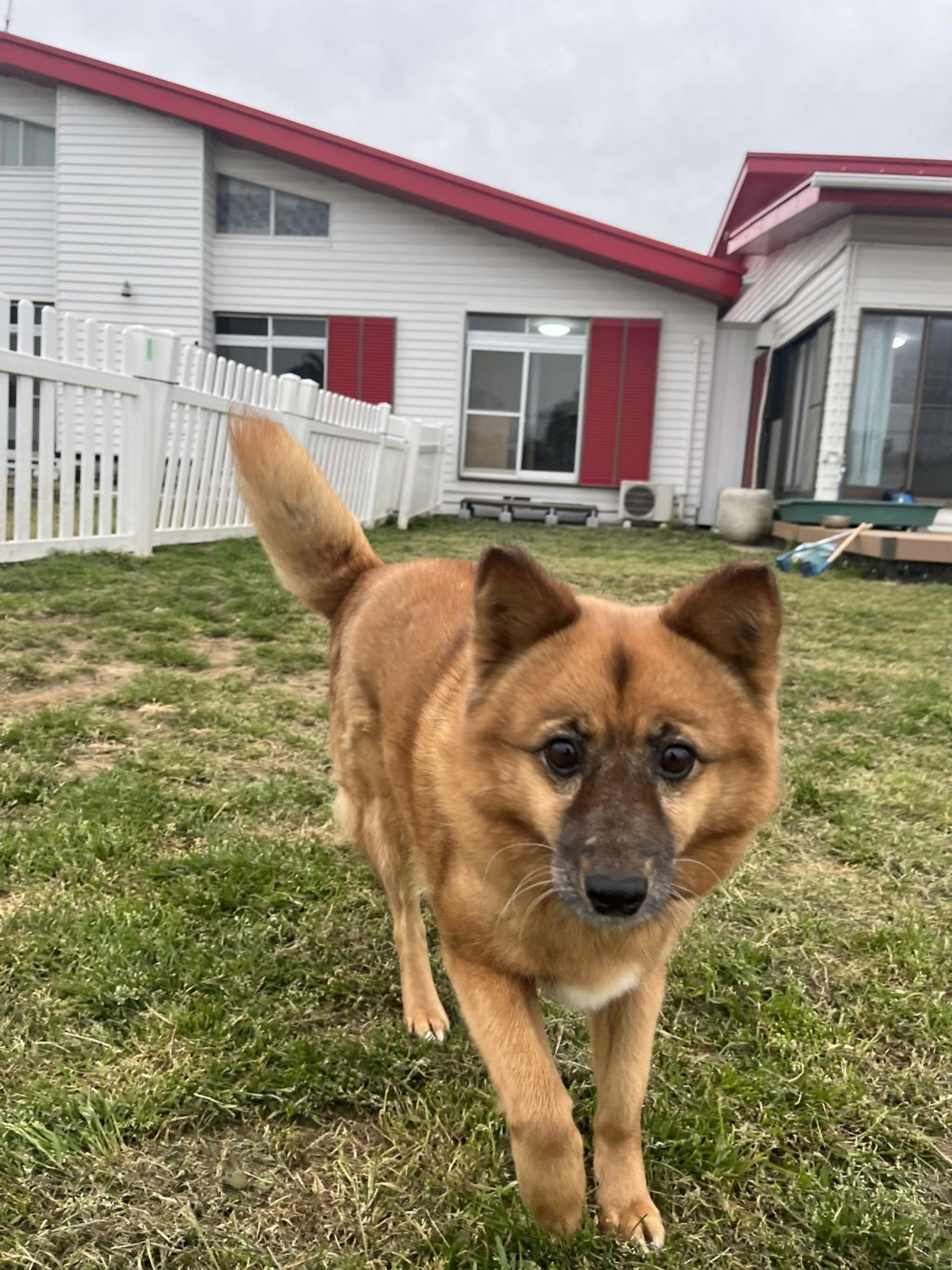 pet-image-2