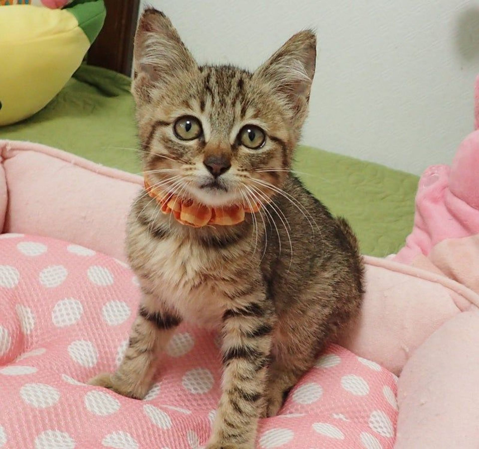 雑種（ミックス猫）・オスの里親募集の写真