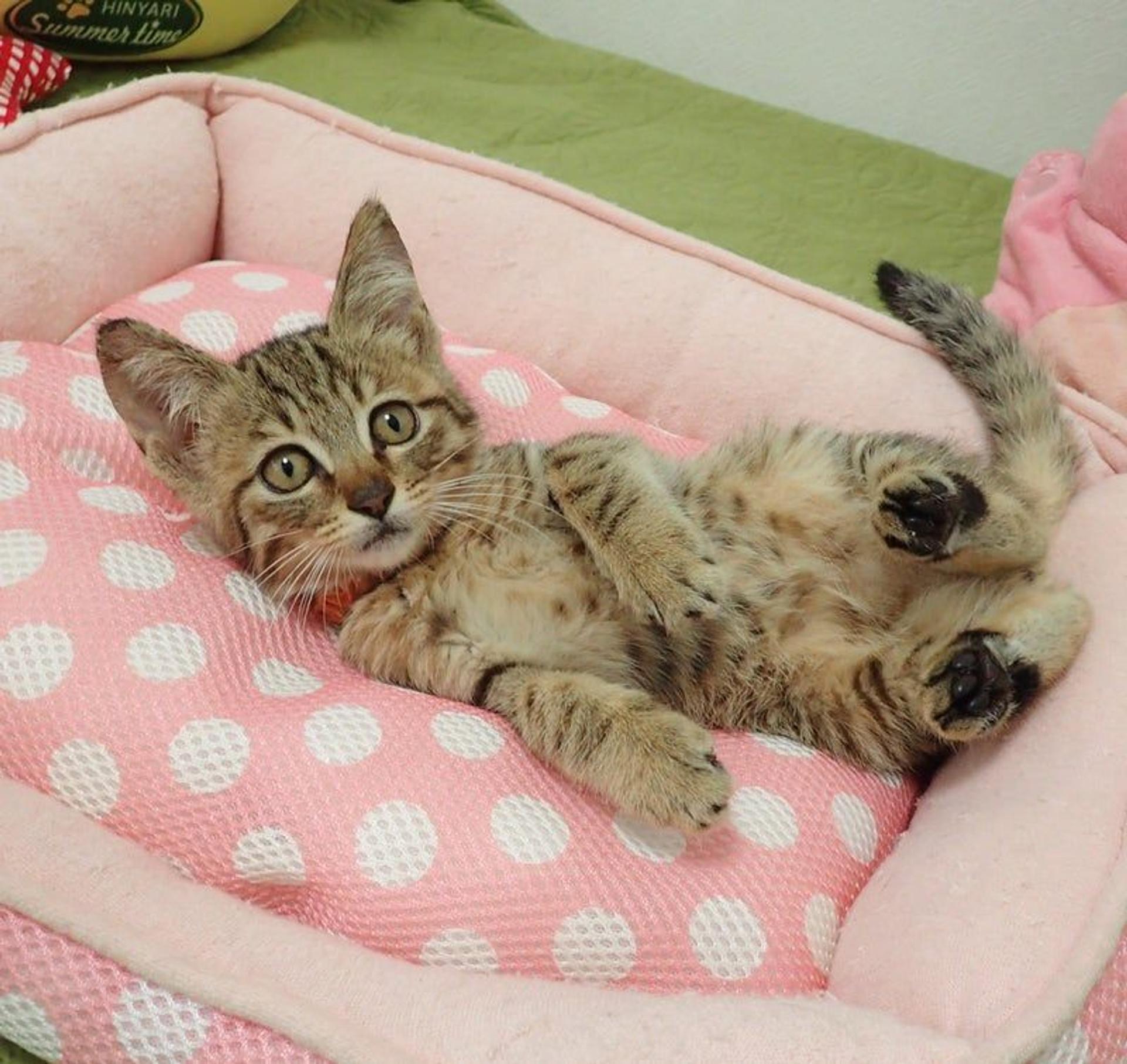 pet-image-2