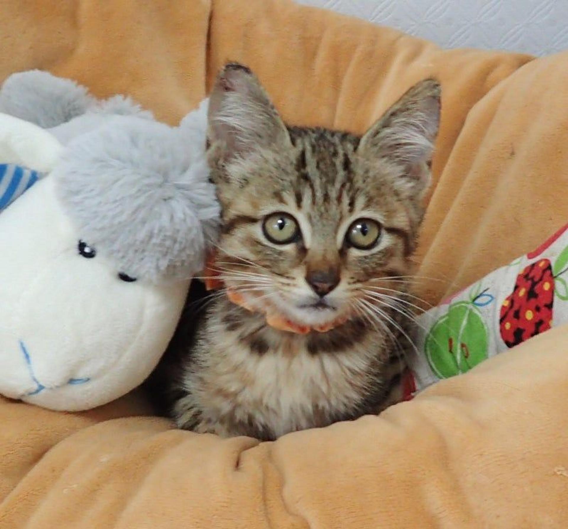 pet-image-3