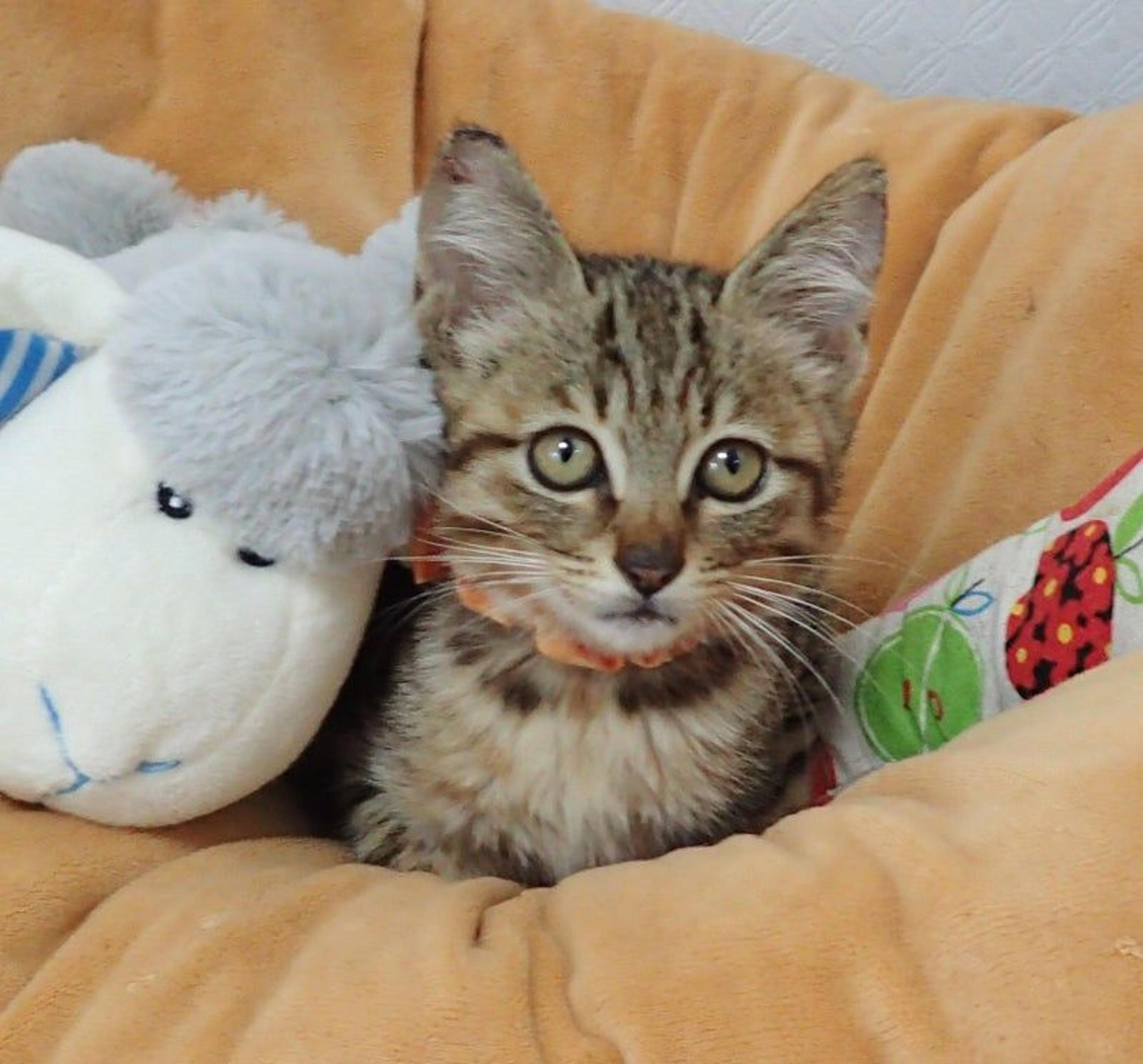 pet-image-3