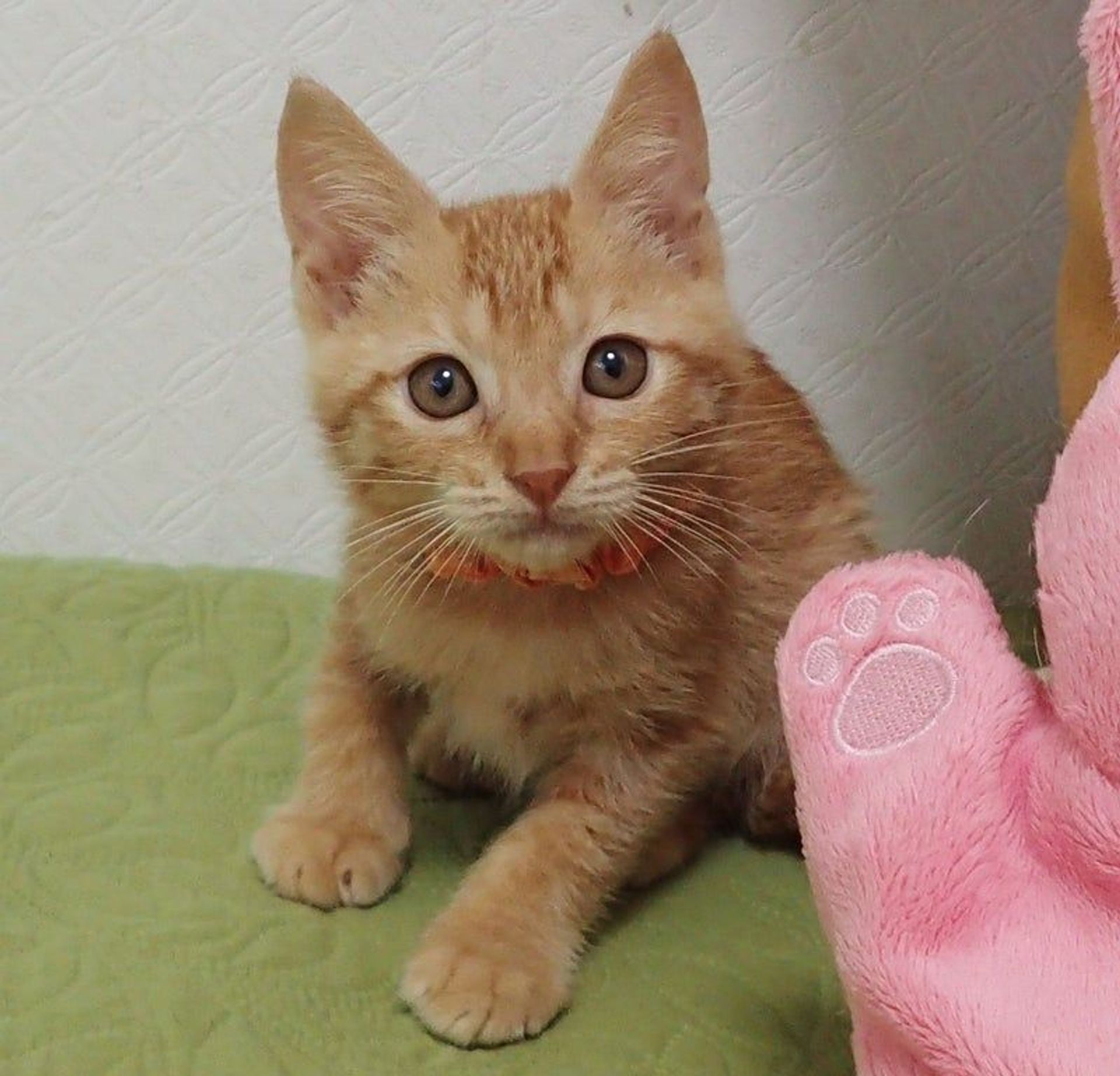 雑種（ミックス猫）・オスの里親募集の写真
