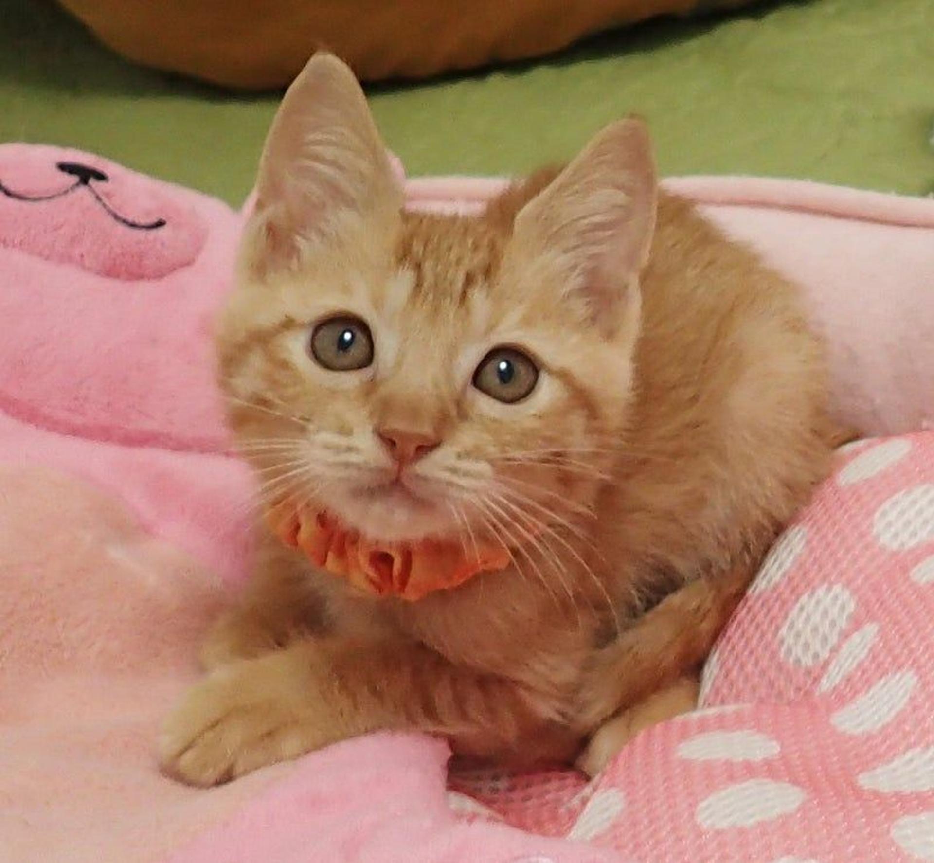 pet-image-2