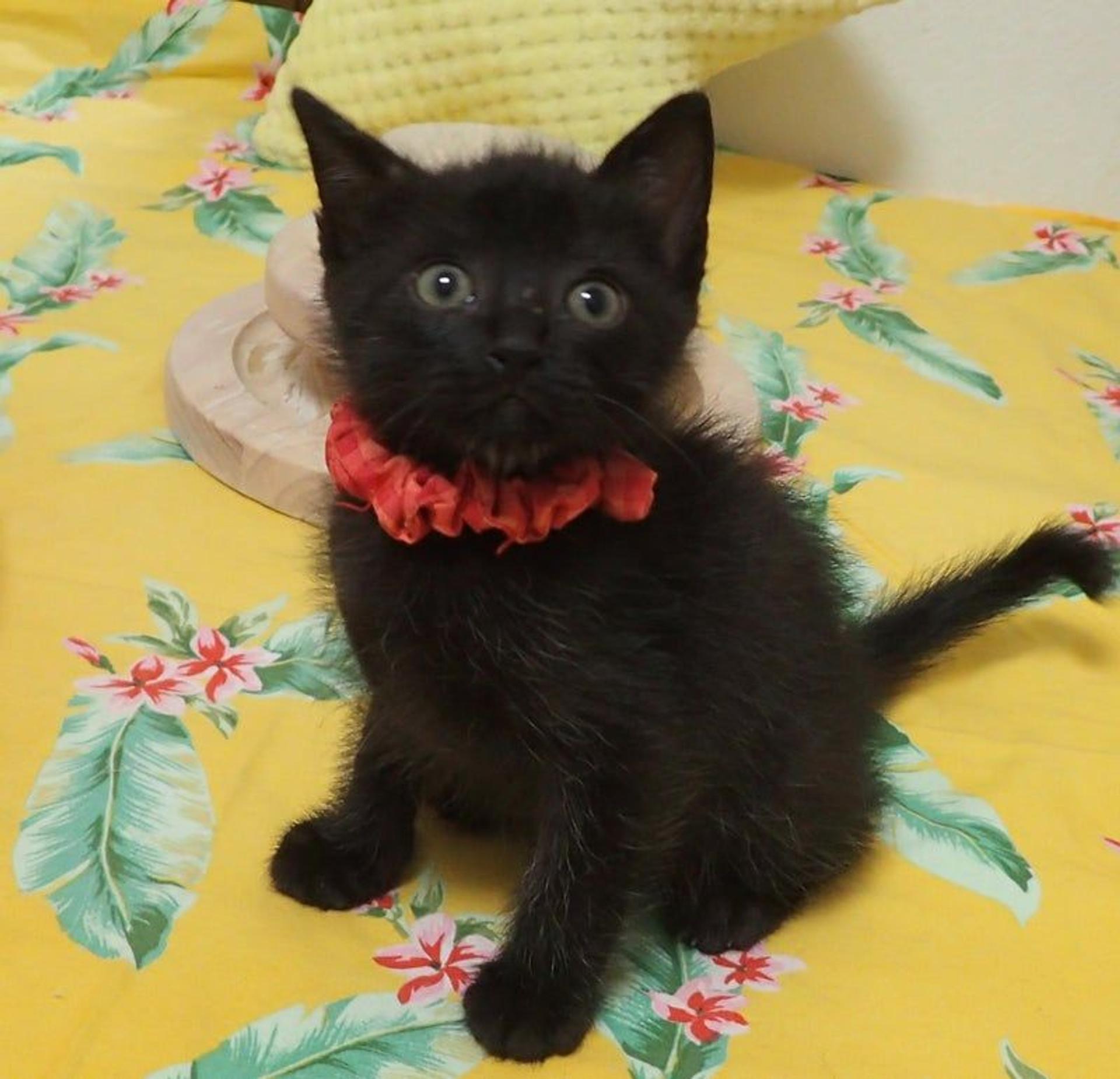 pet-image-3