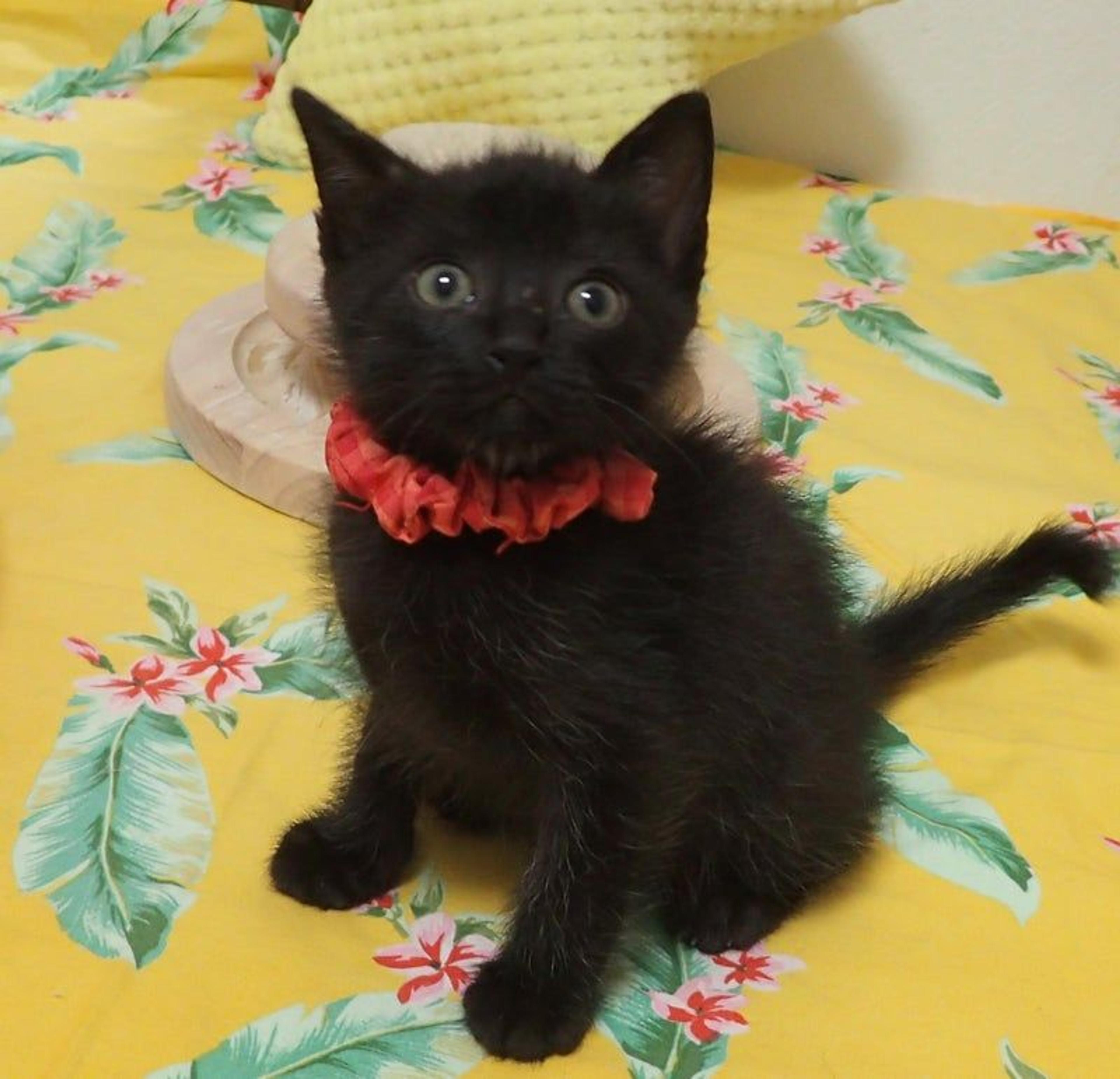 pet-image-3