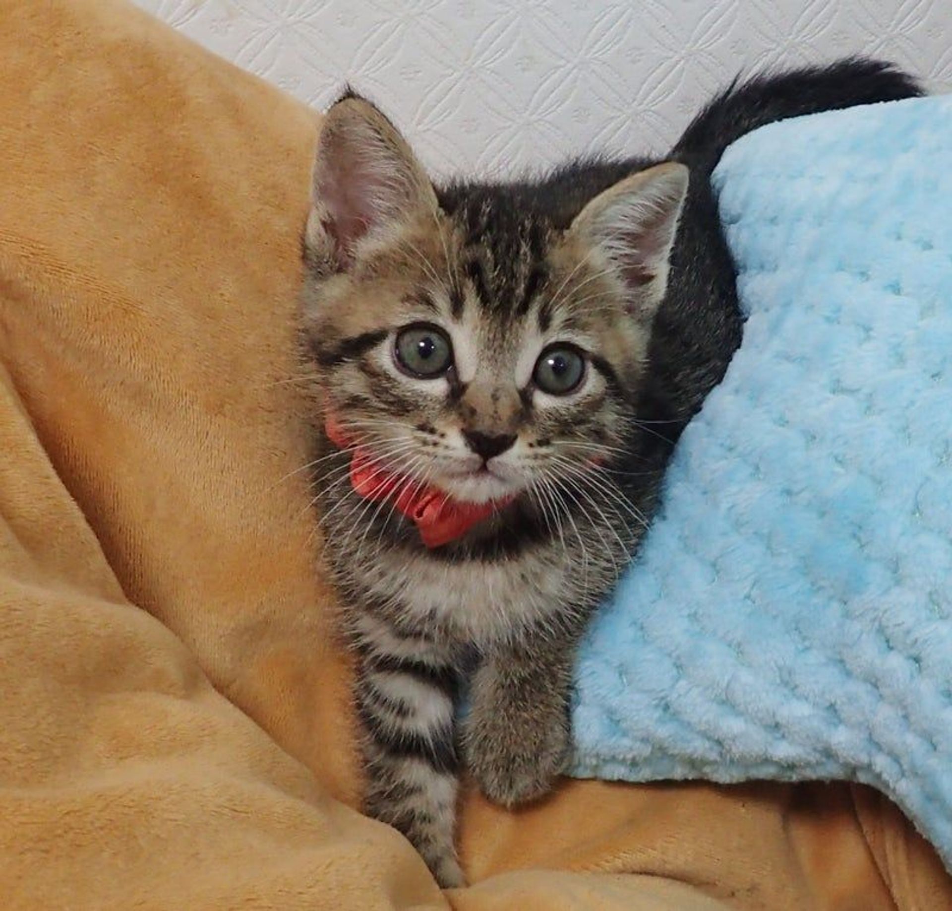 雑種（ミックス猫）・メスの里親募集の写真