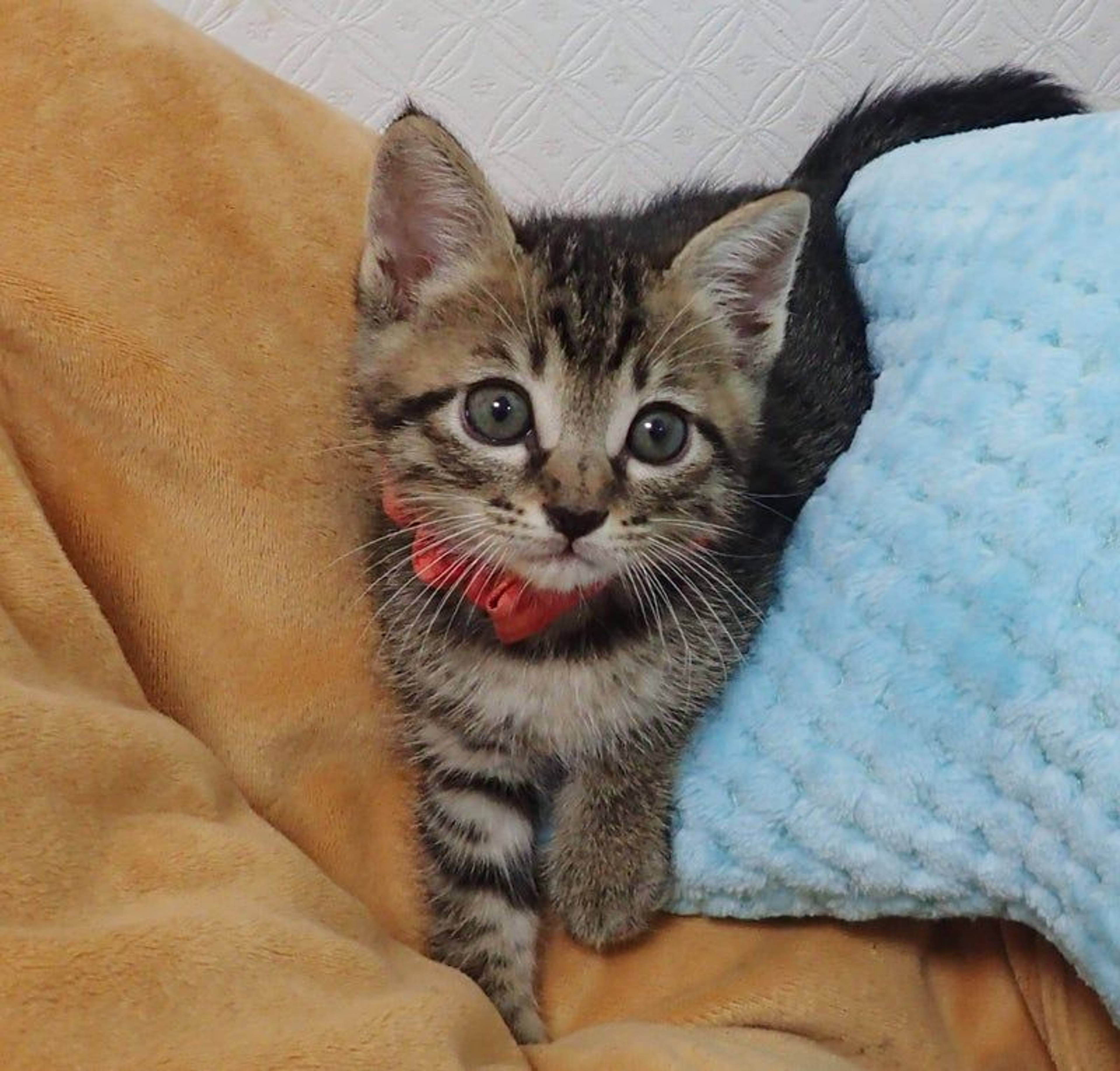 雑種（ミックス猫）・メスの里親募集の写真