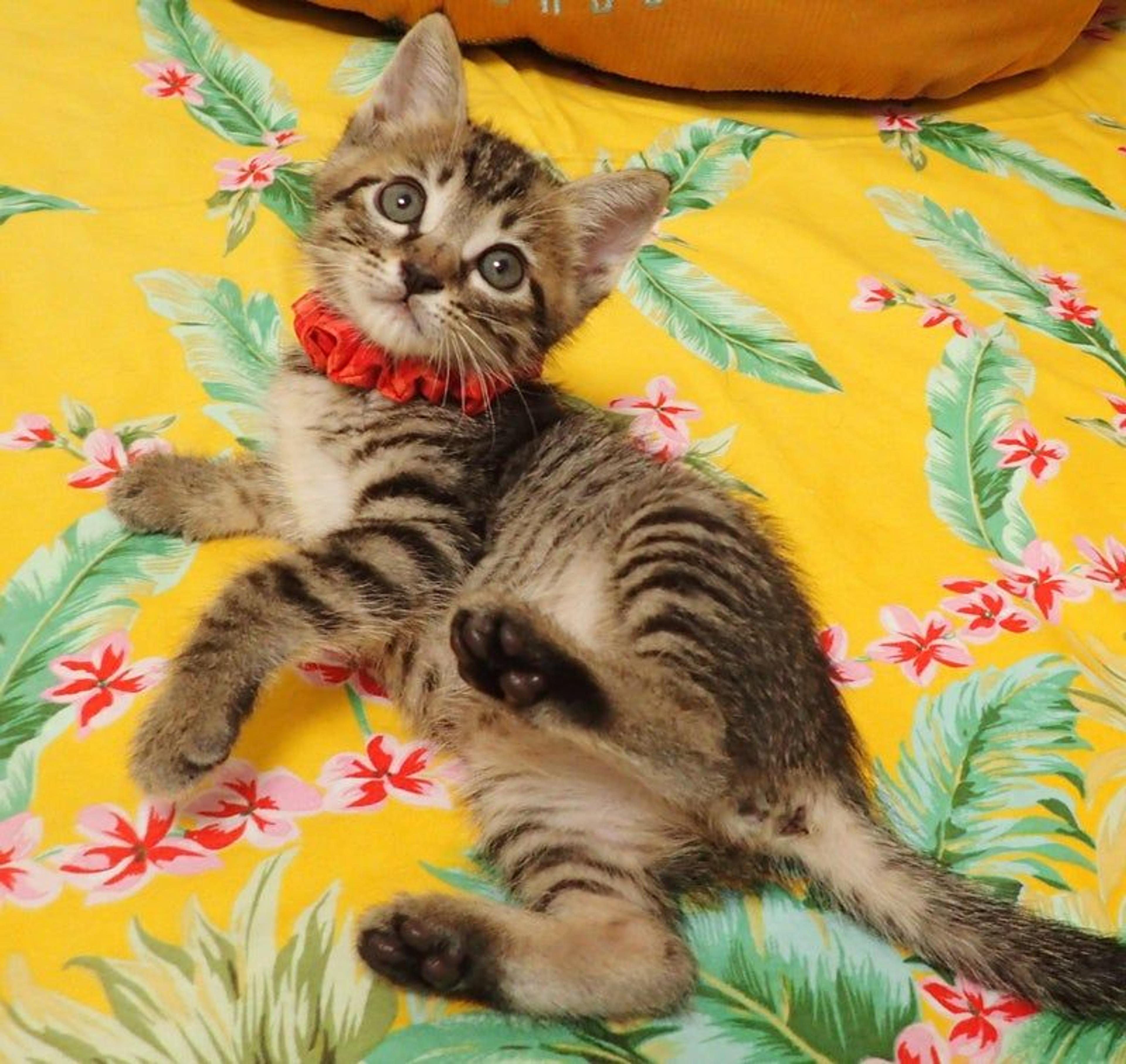 pet-image-3