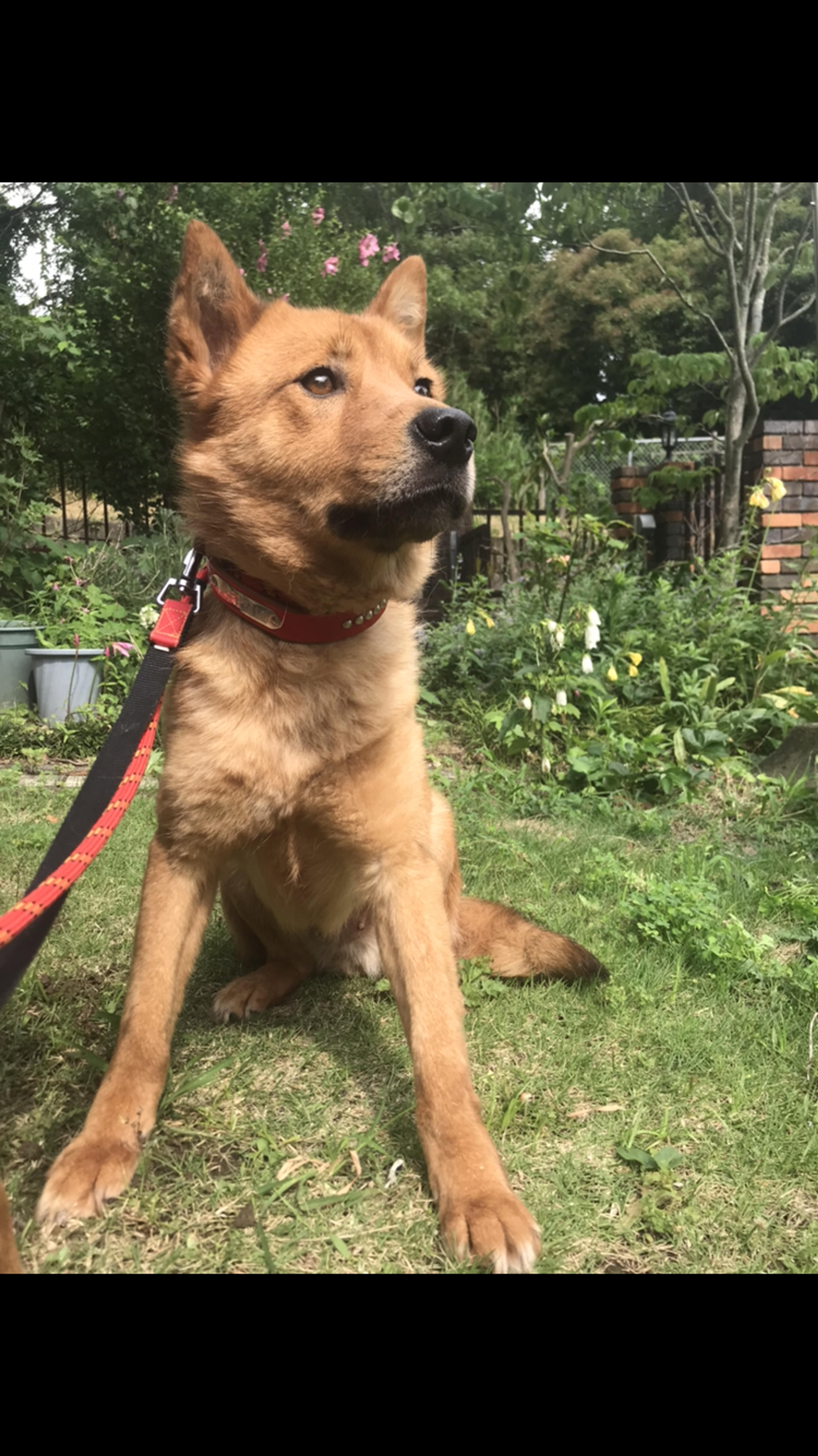 pet-image-2