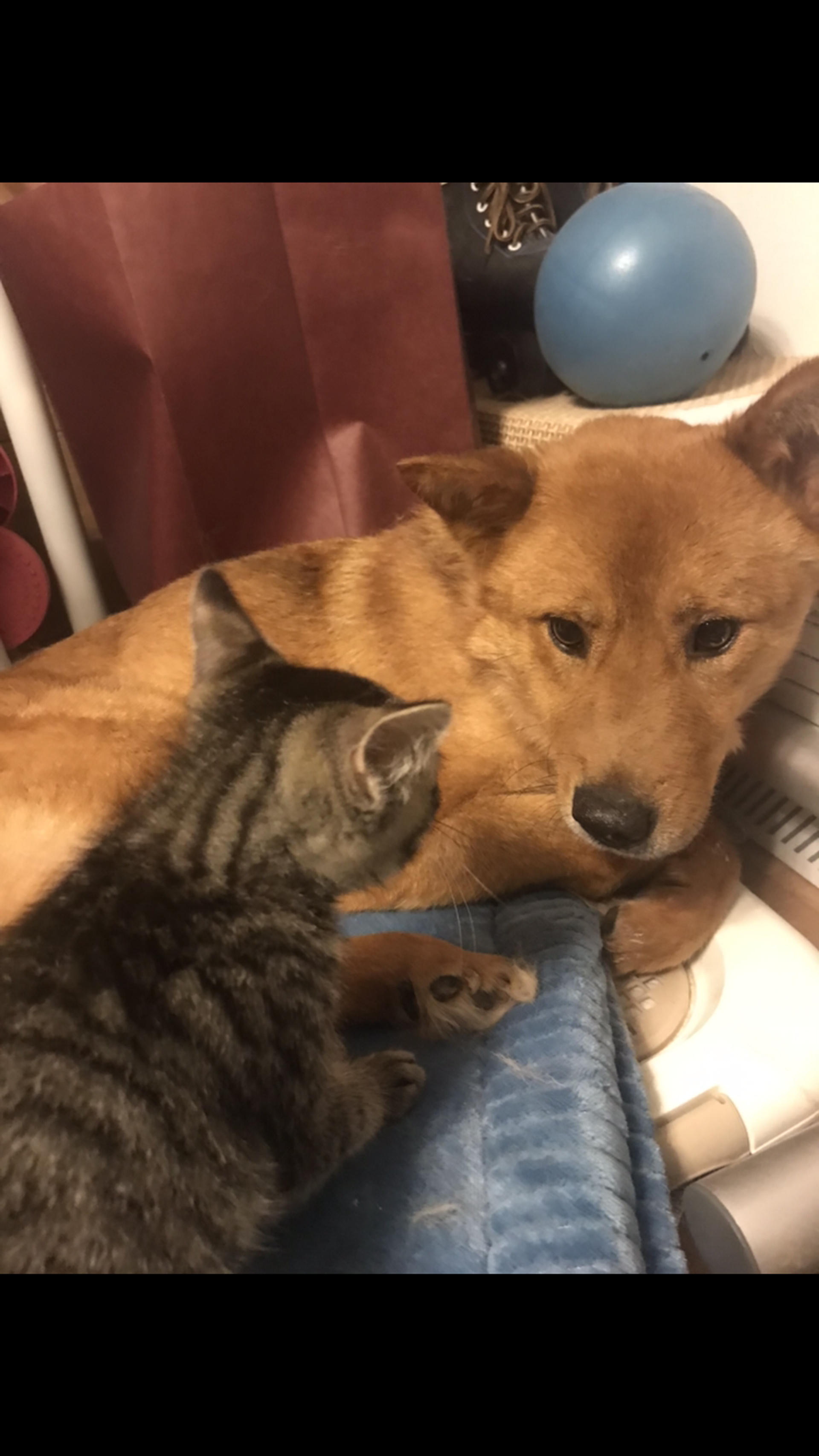 pet-image-3