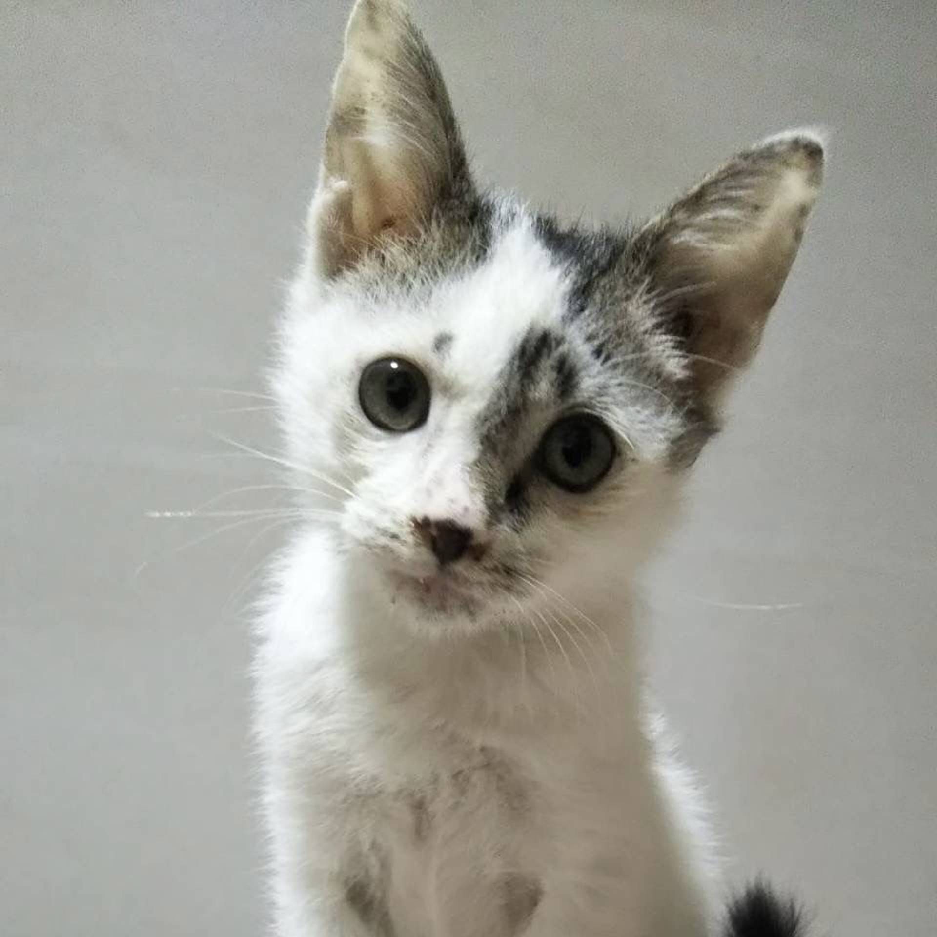 雑種（ミックス猫）・オスの里親募集の写真