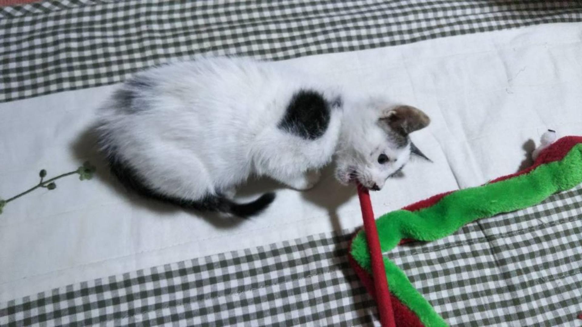 pet-image-4