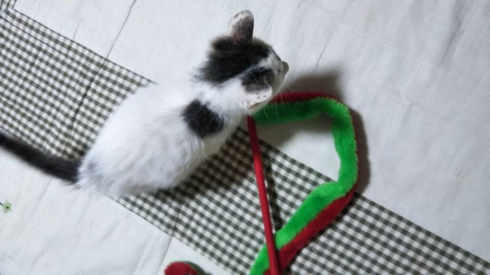 pet-image-5