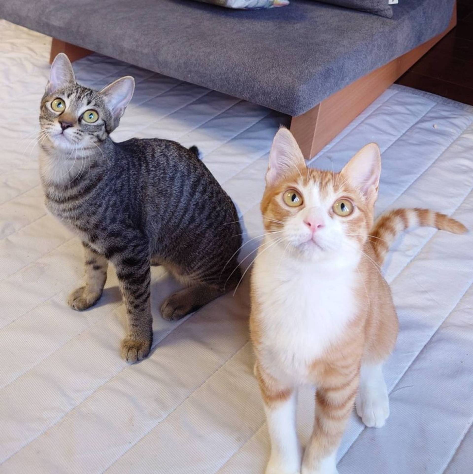 雑種（ミックス猫）・メスの里親募集の写真