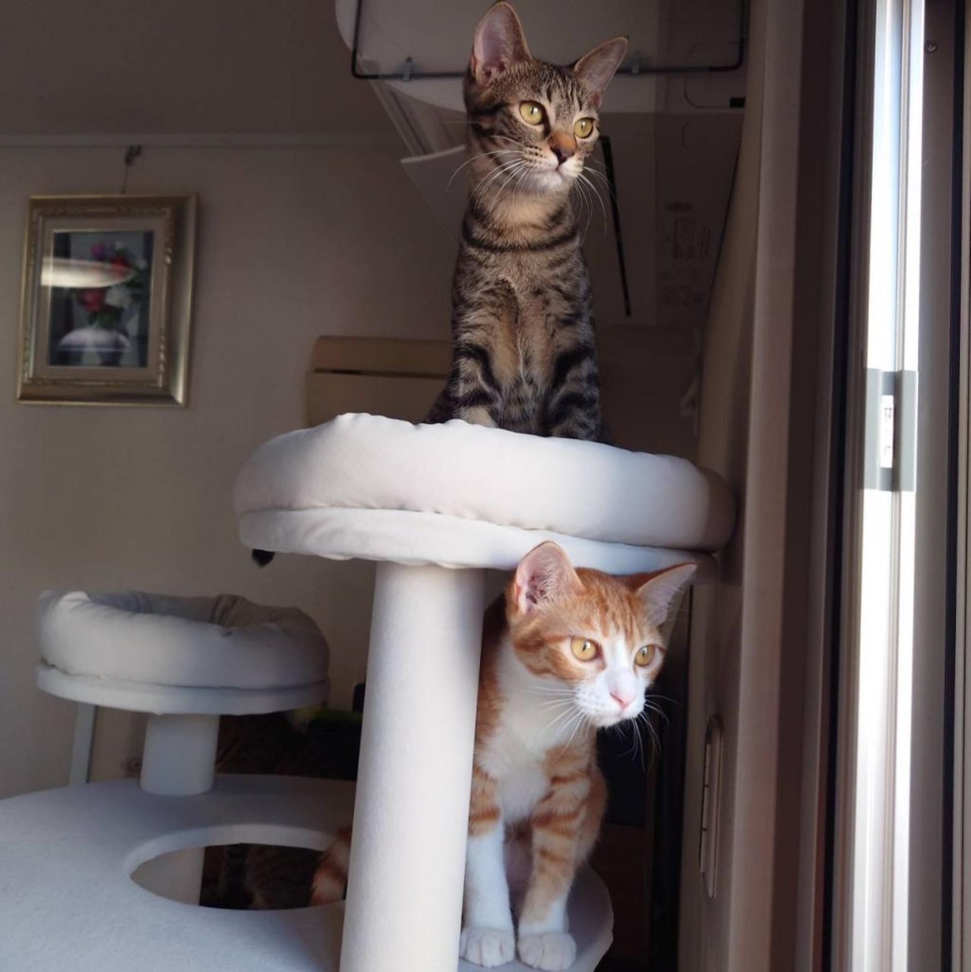 pet-image-6