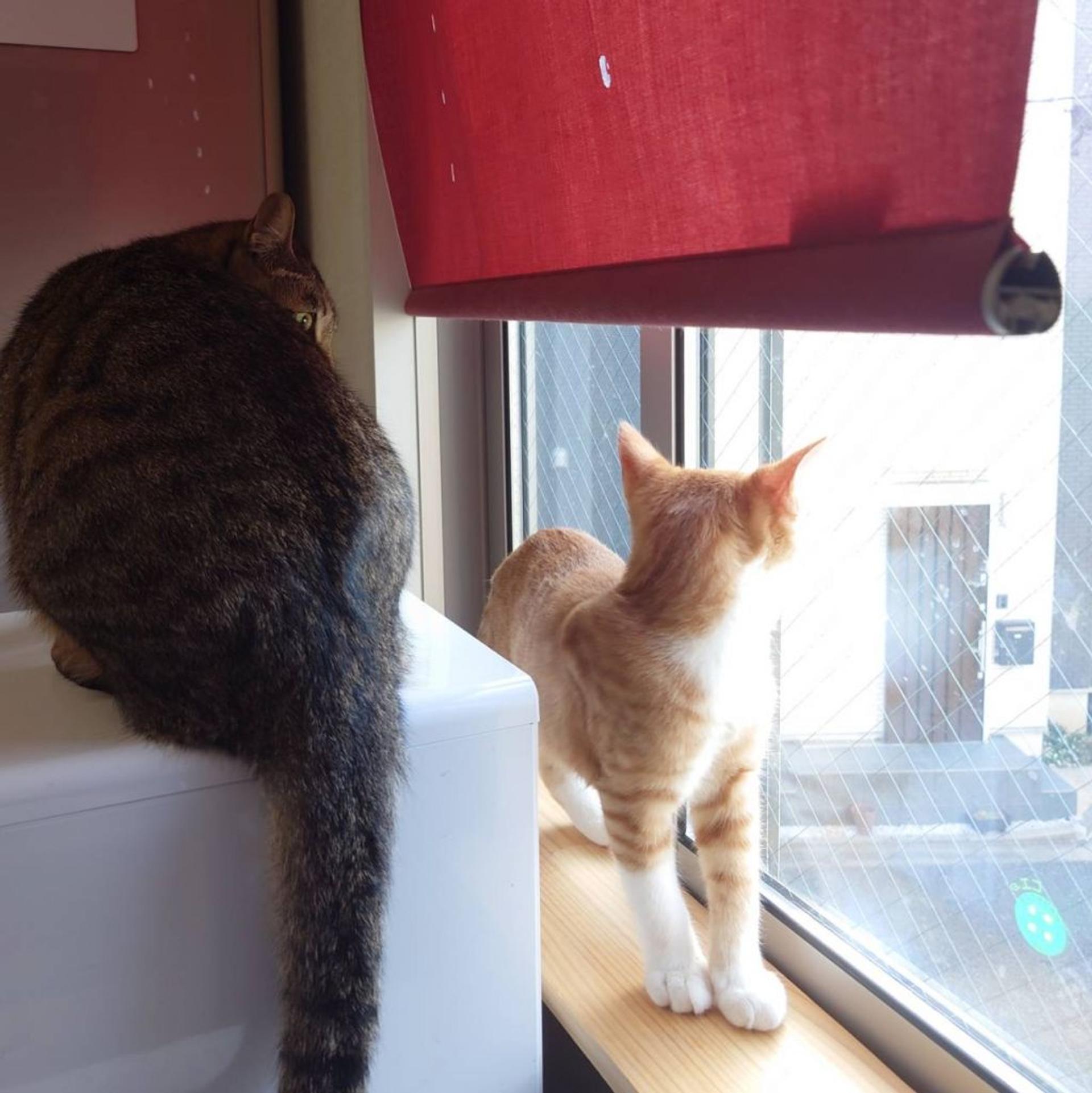 pet-image-8