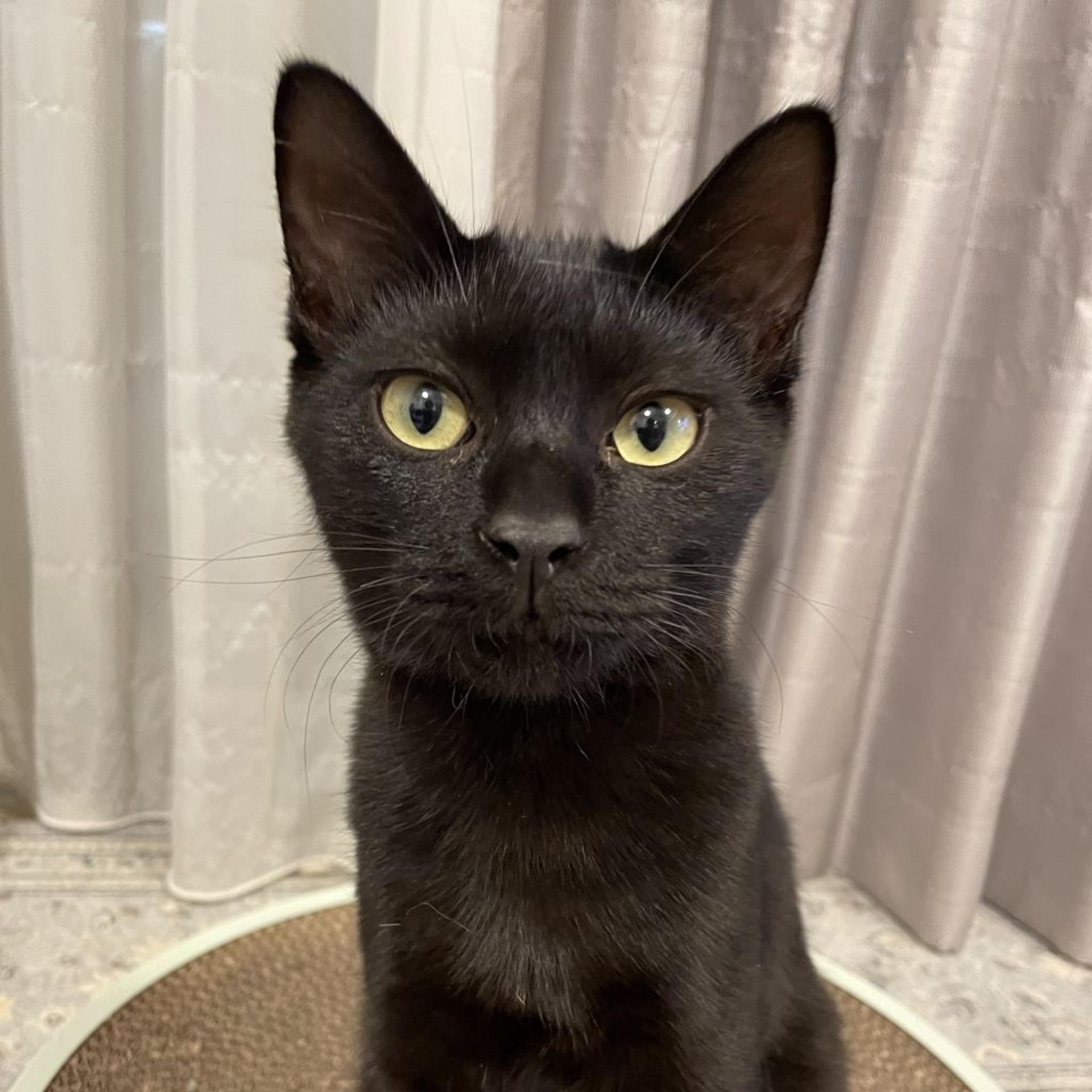 pet-image-2