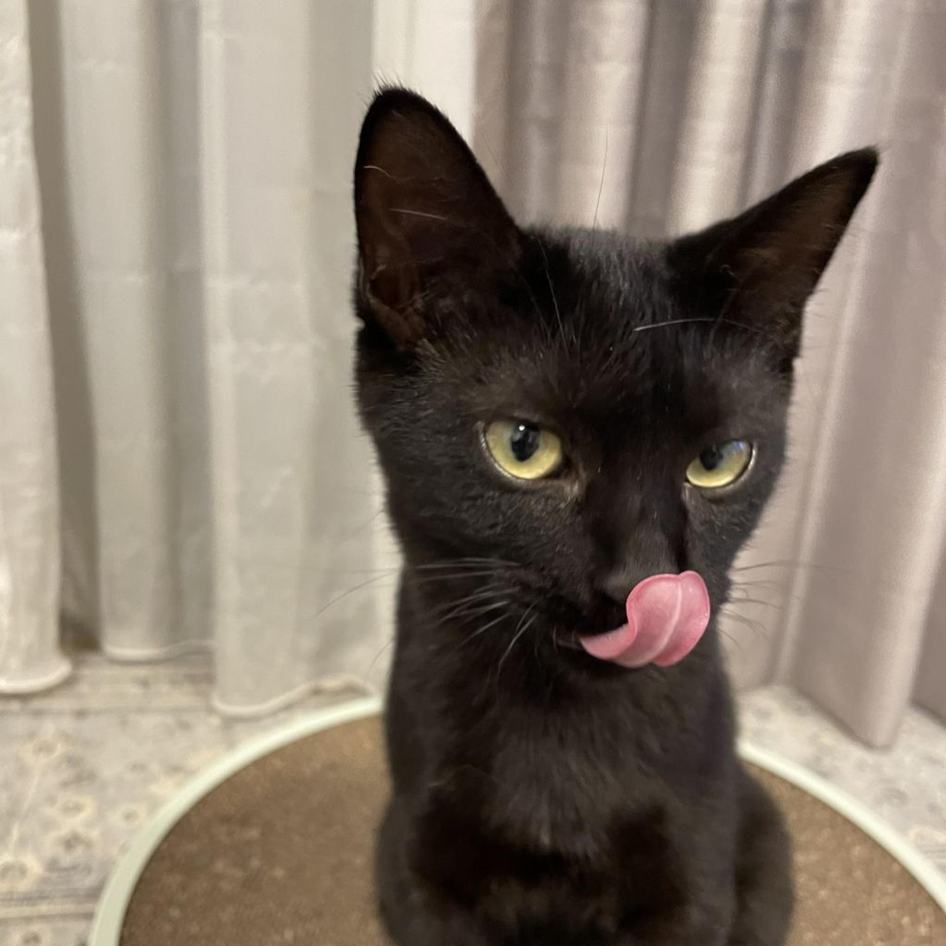 pet-image-6