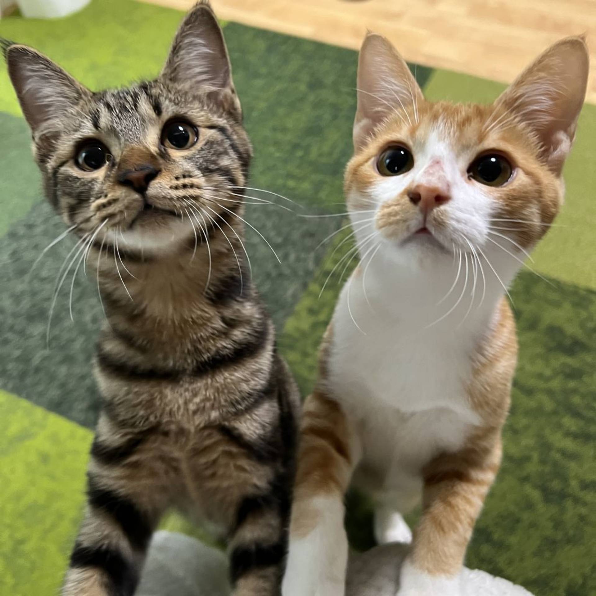 雑種（ミックス猫）・オスの里親募集の写真