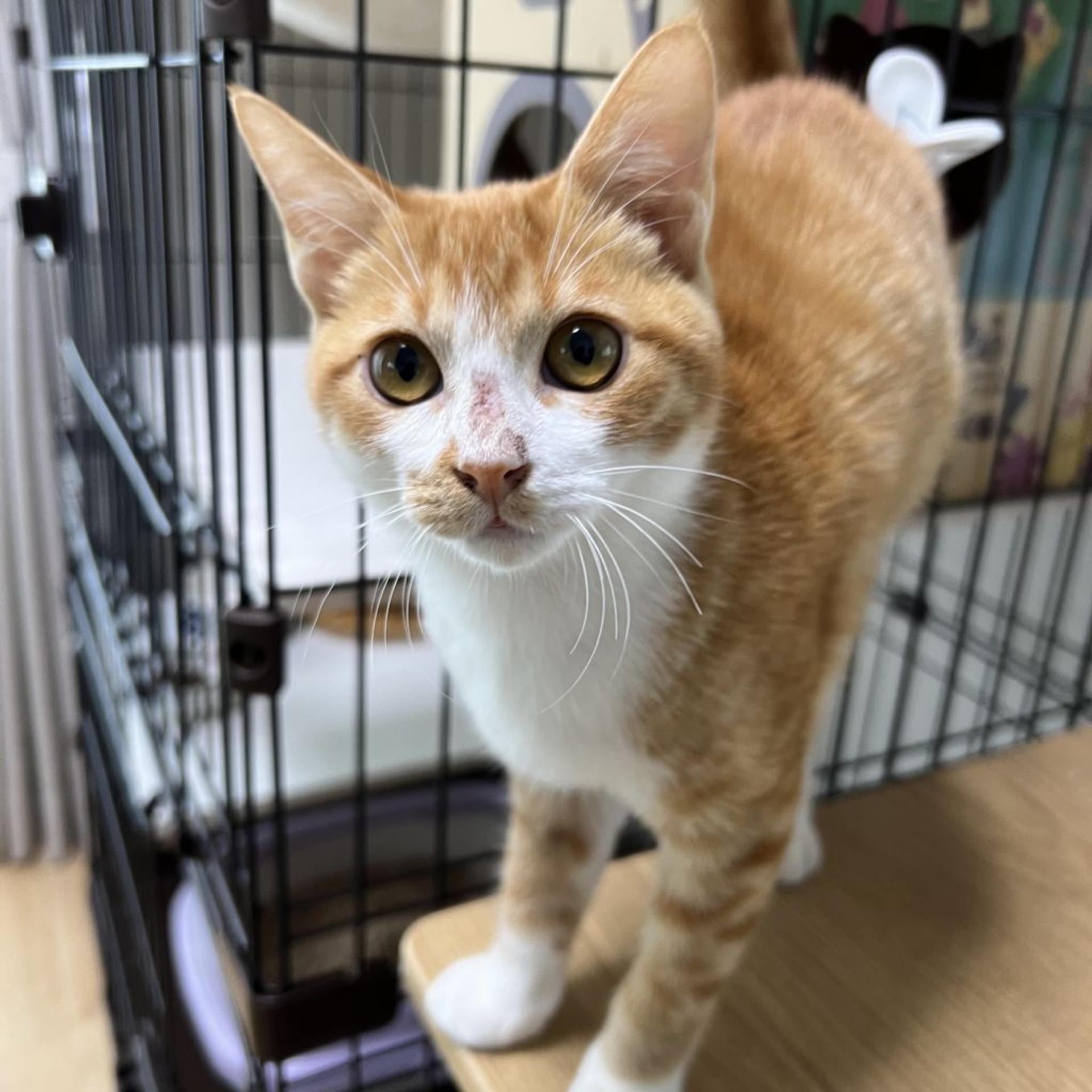 pet-image-2
