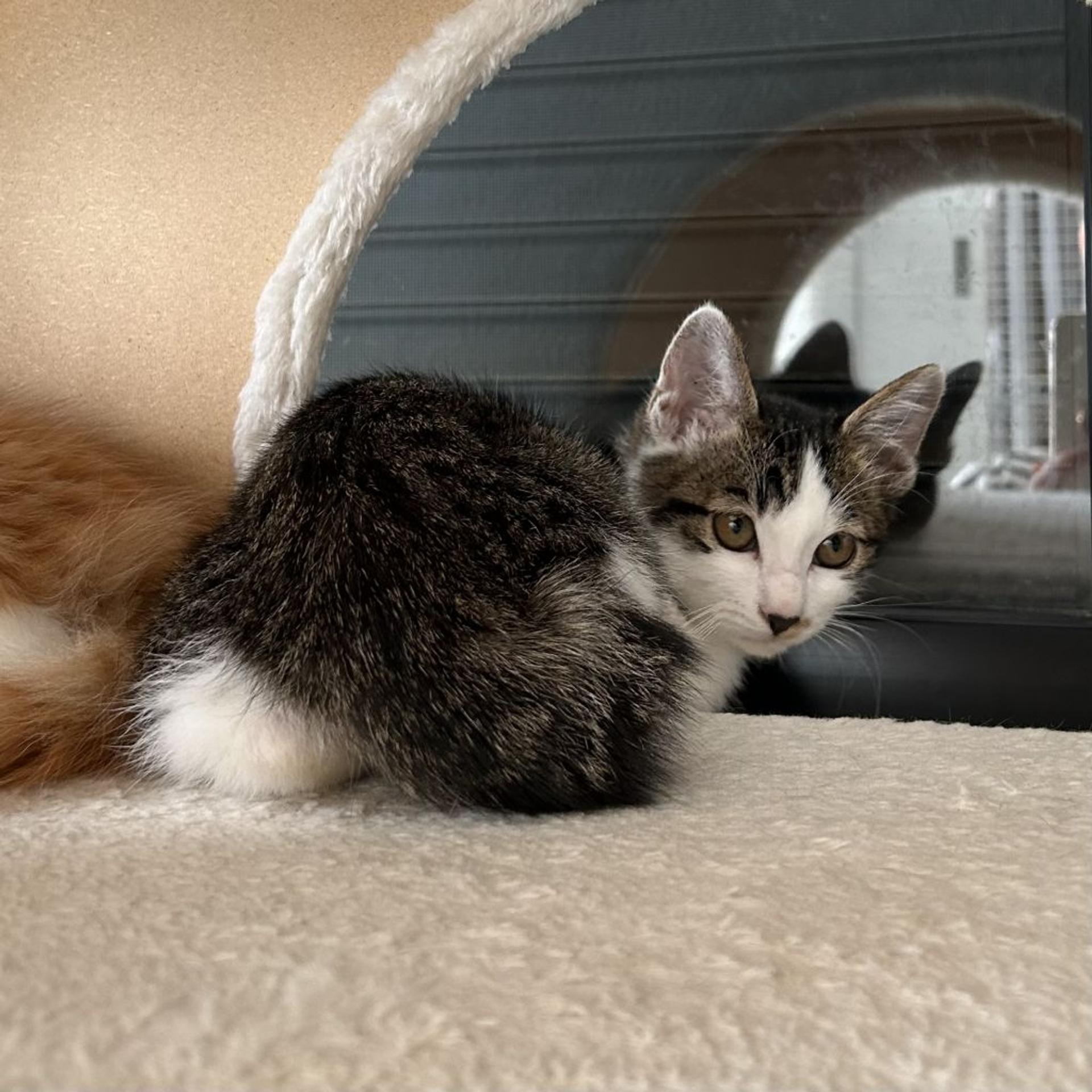 pet-image-3