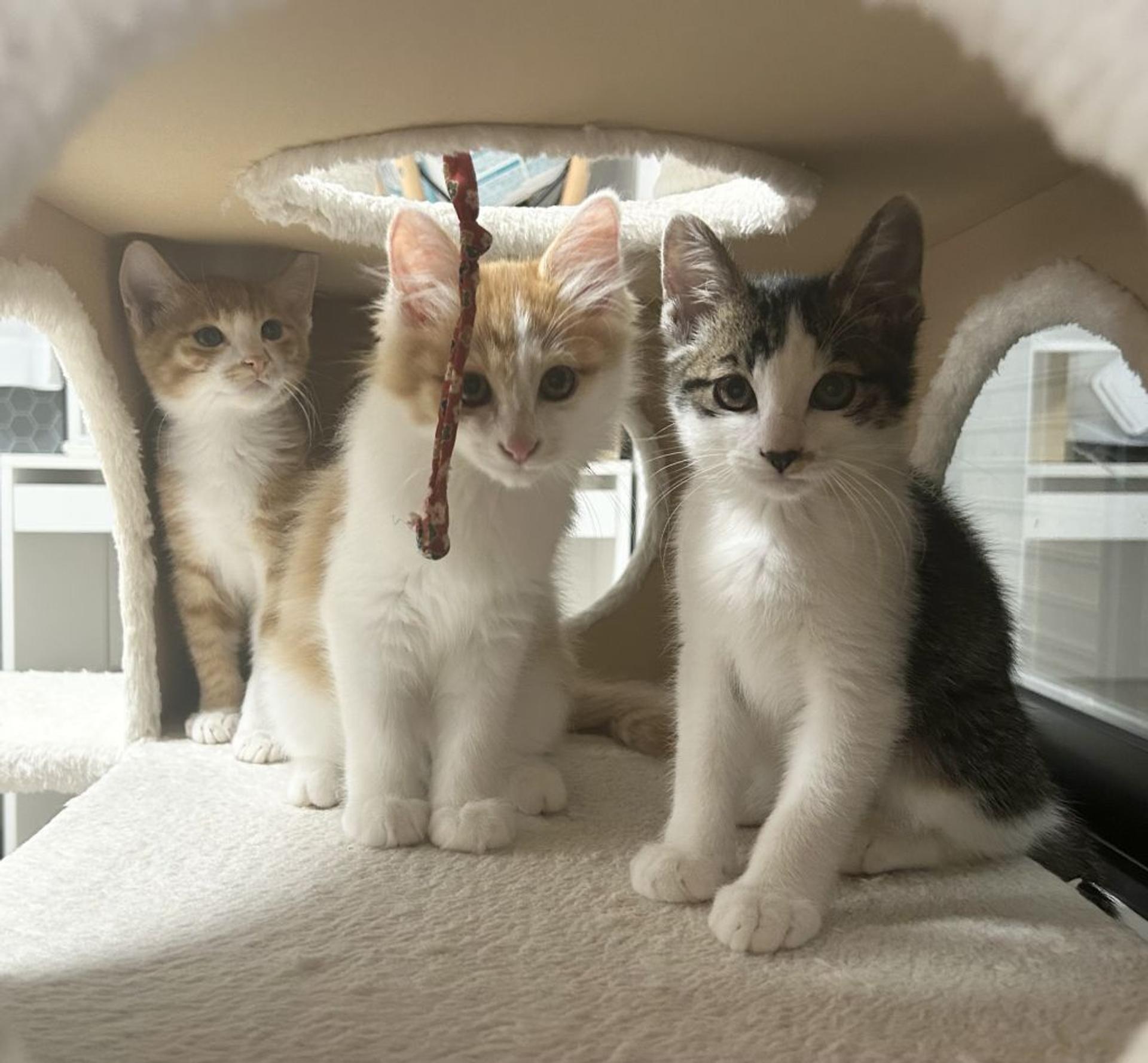 pet-image-5