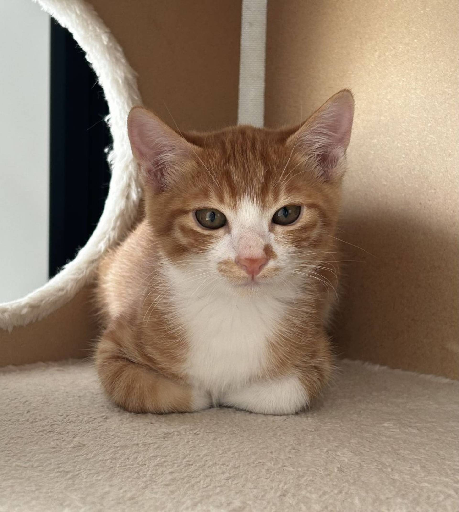 雑種（ミックス猫）・オスの里親募集の写真
