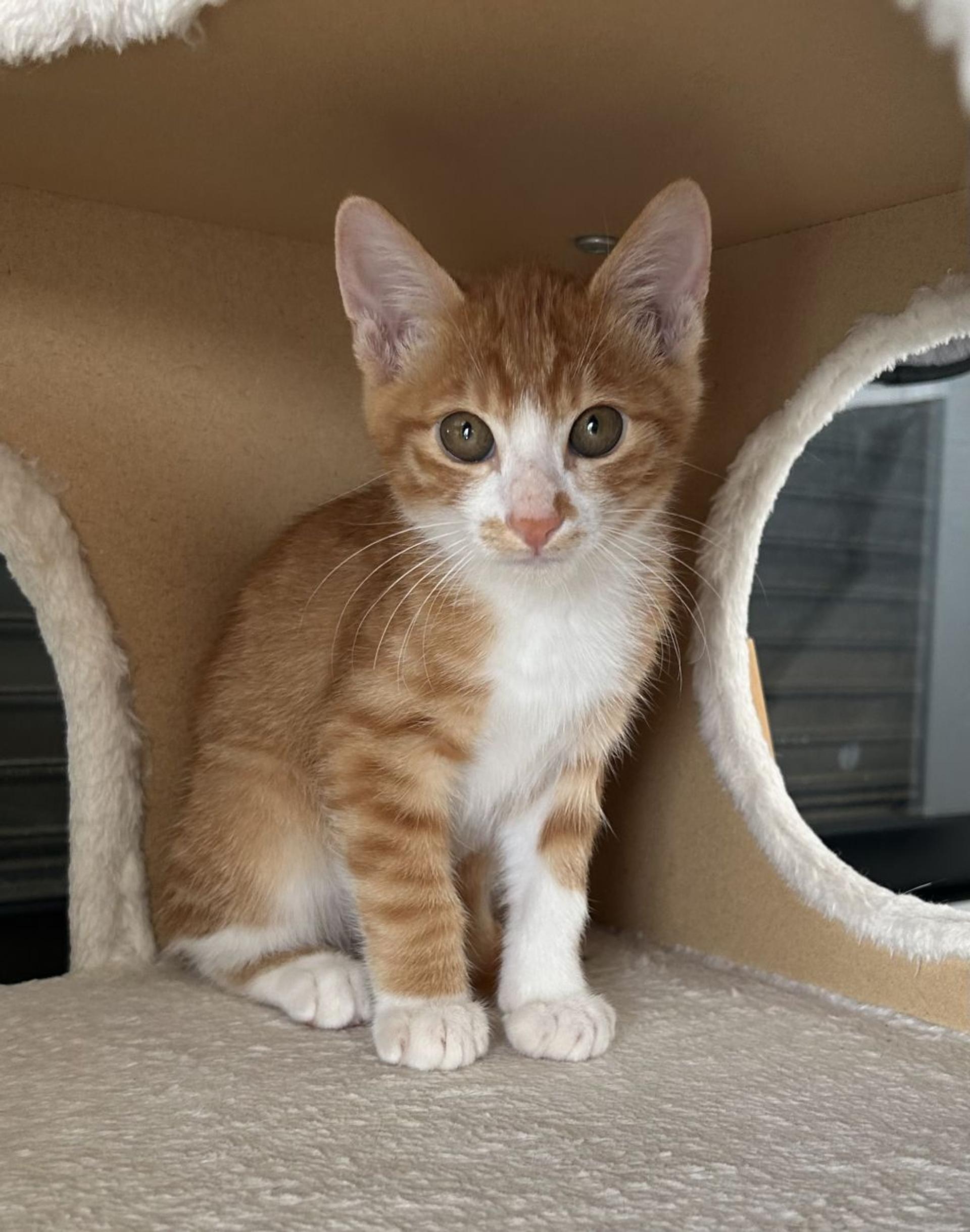 pet-image-2