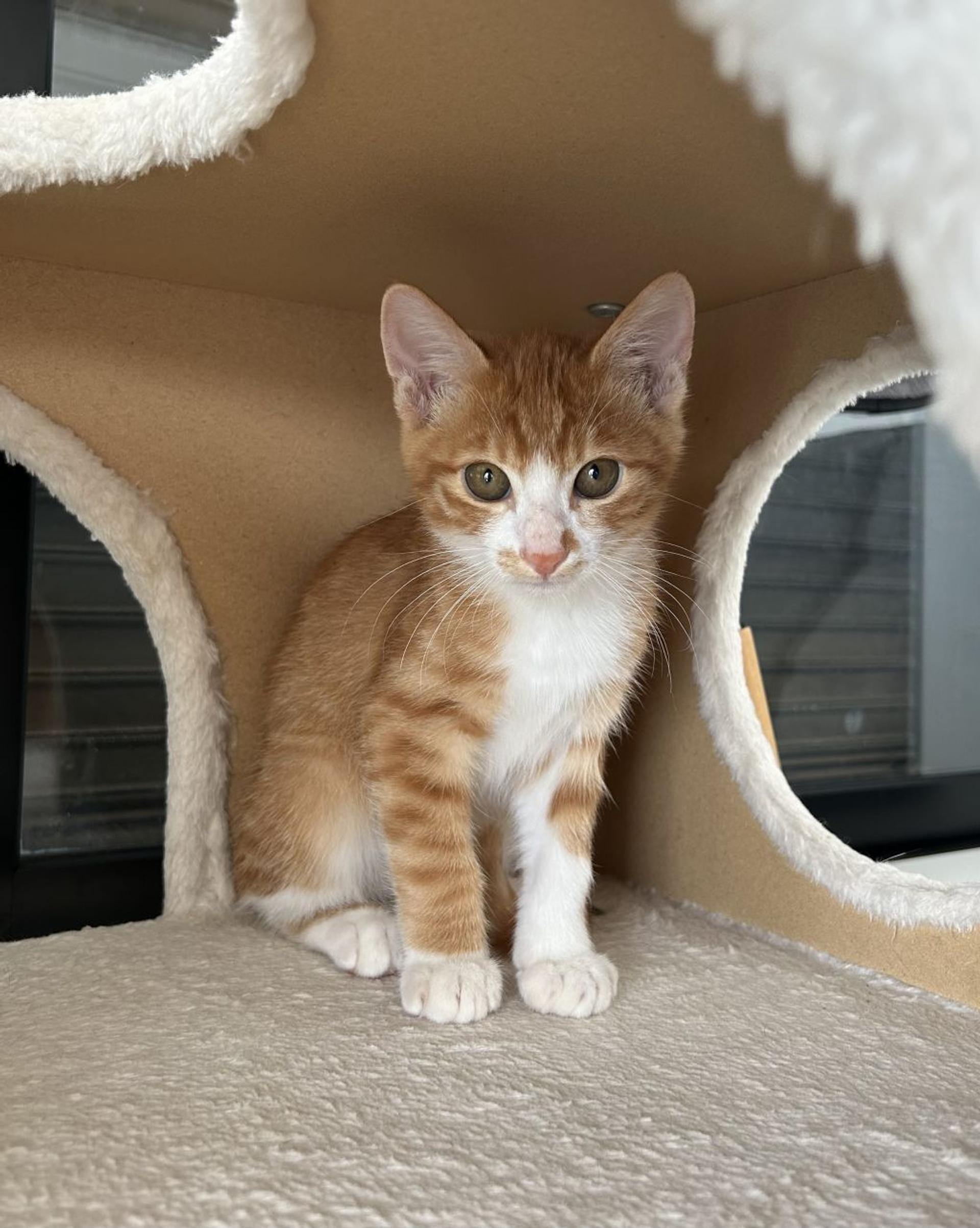 pet-image-4