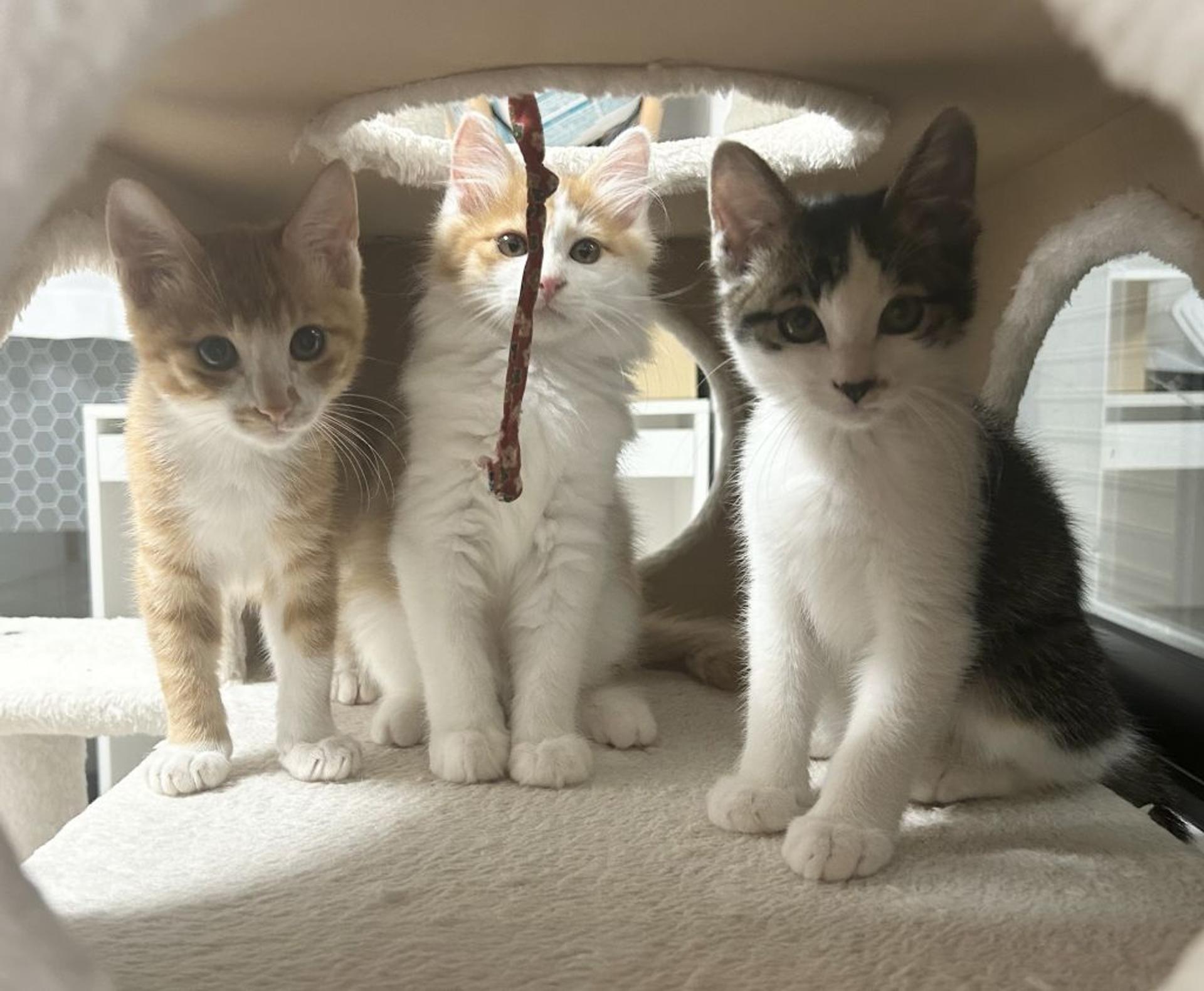 pet-image-5