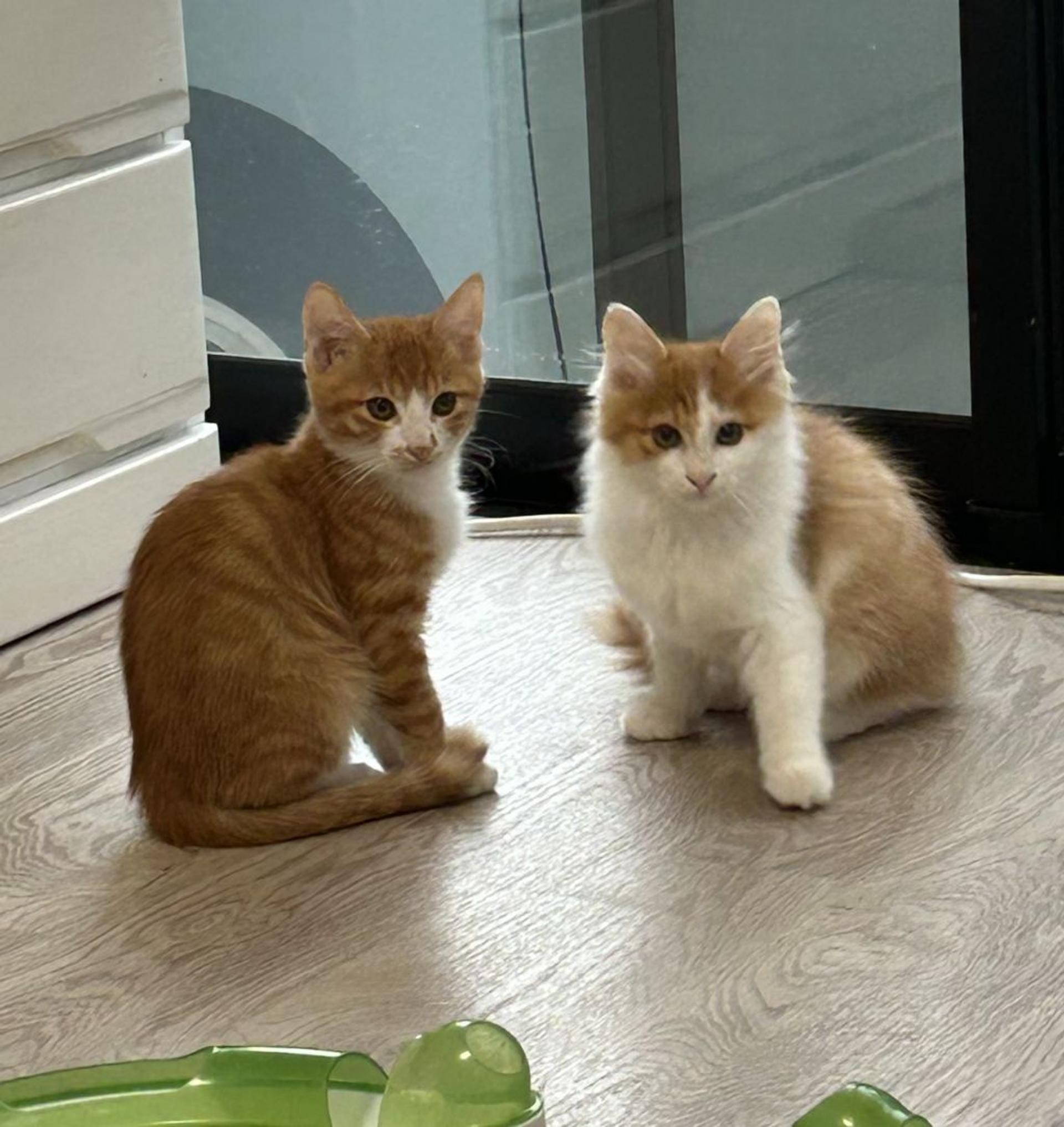 pet-image-6