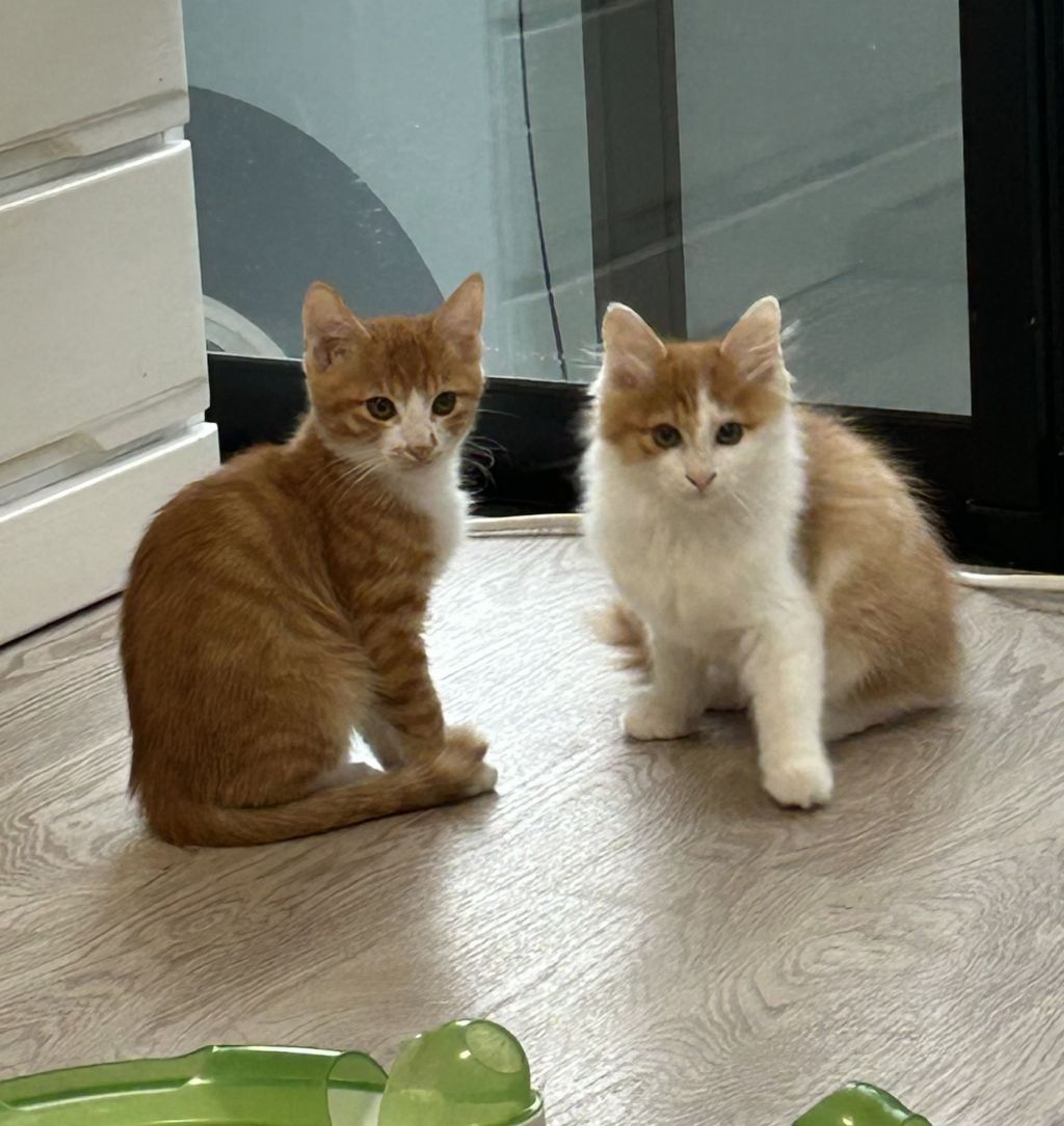 pet-image-6