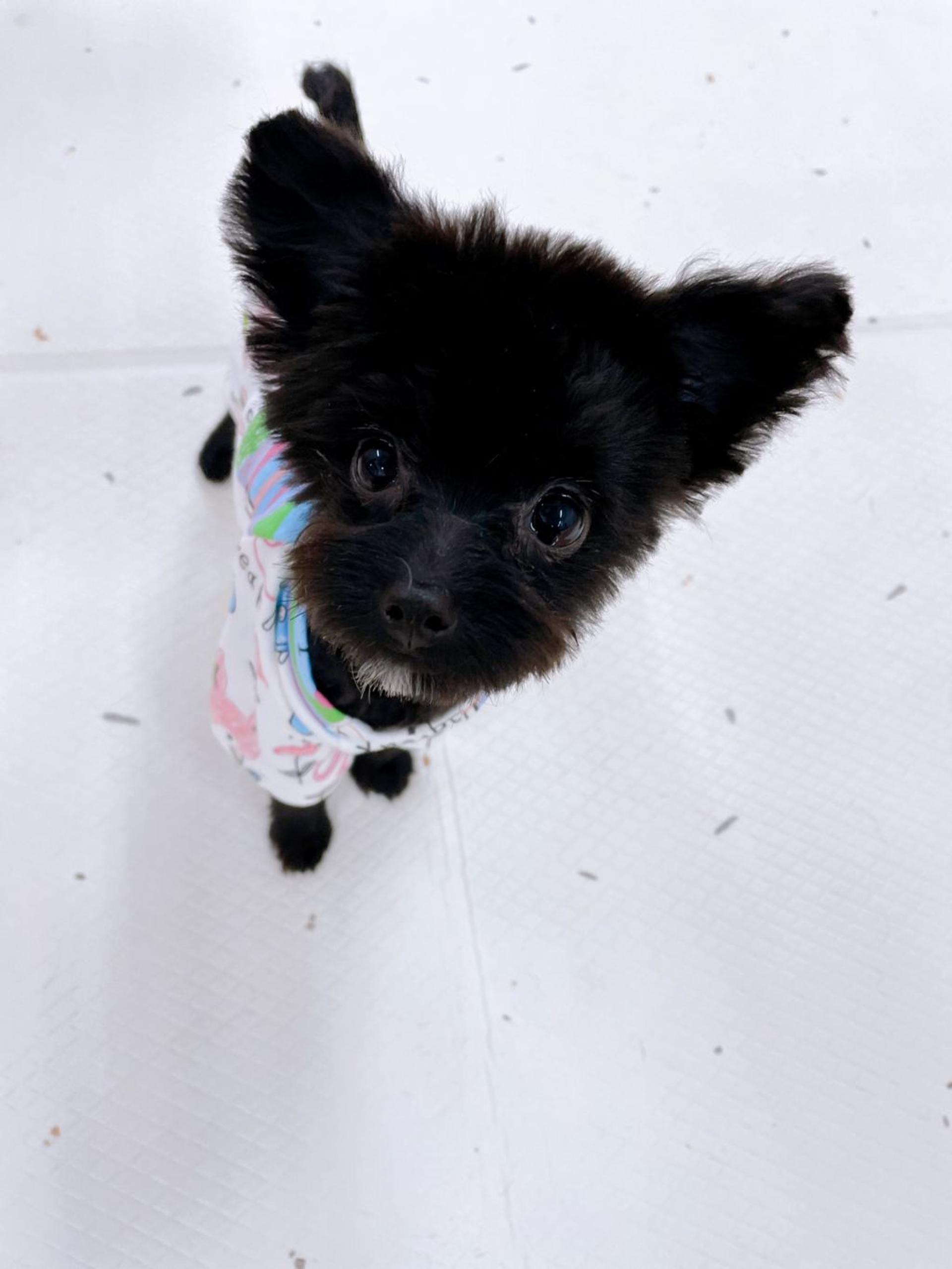 pet-image-2