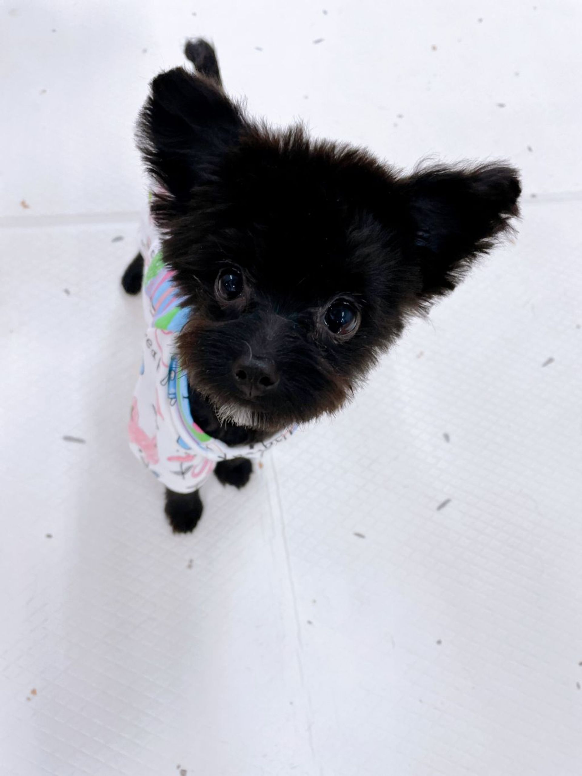 雑種（ミックス犬）・メスの里親募集の写真