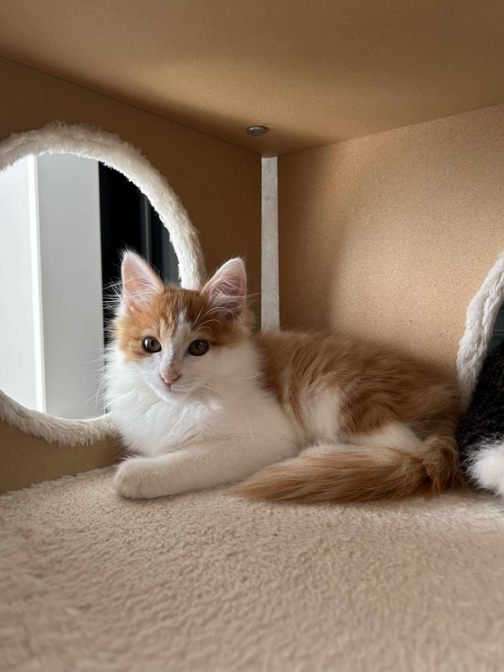 pet-image-3