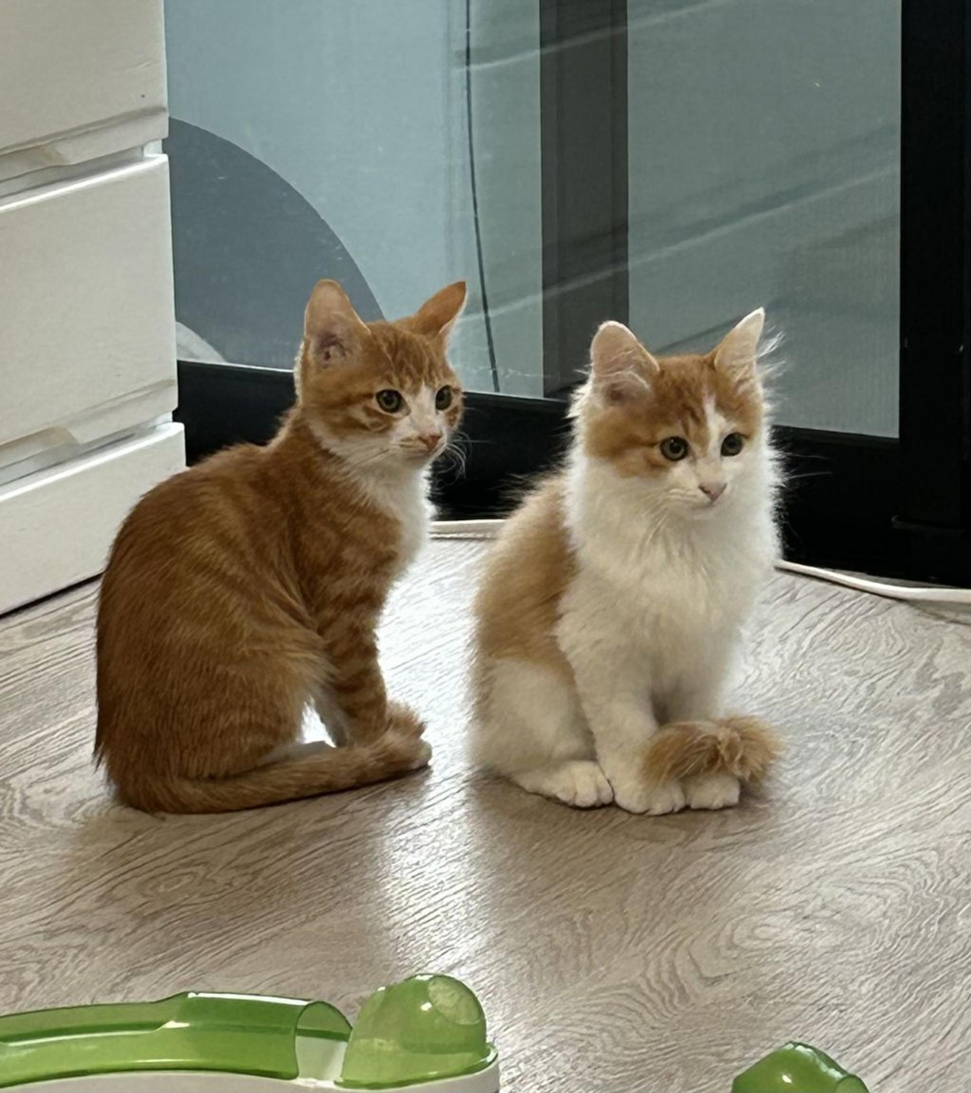 pet-image-5
