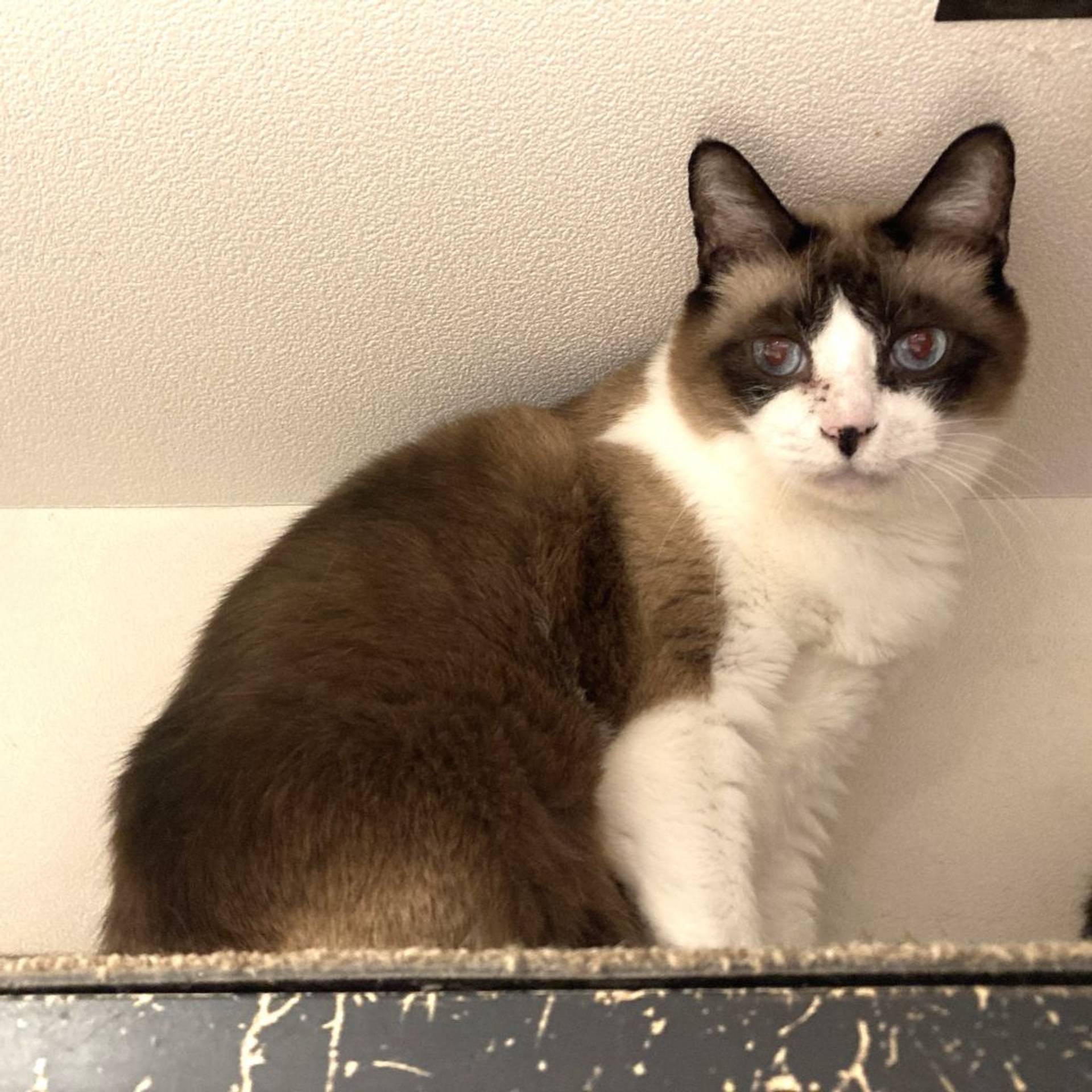 雑種（ミックス猫）・オスの里親募集の写真
