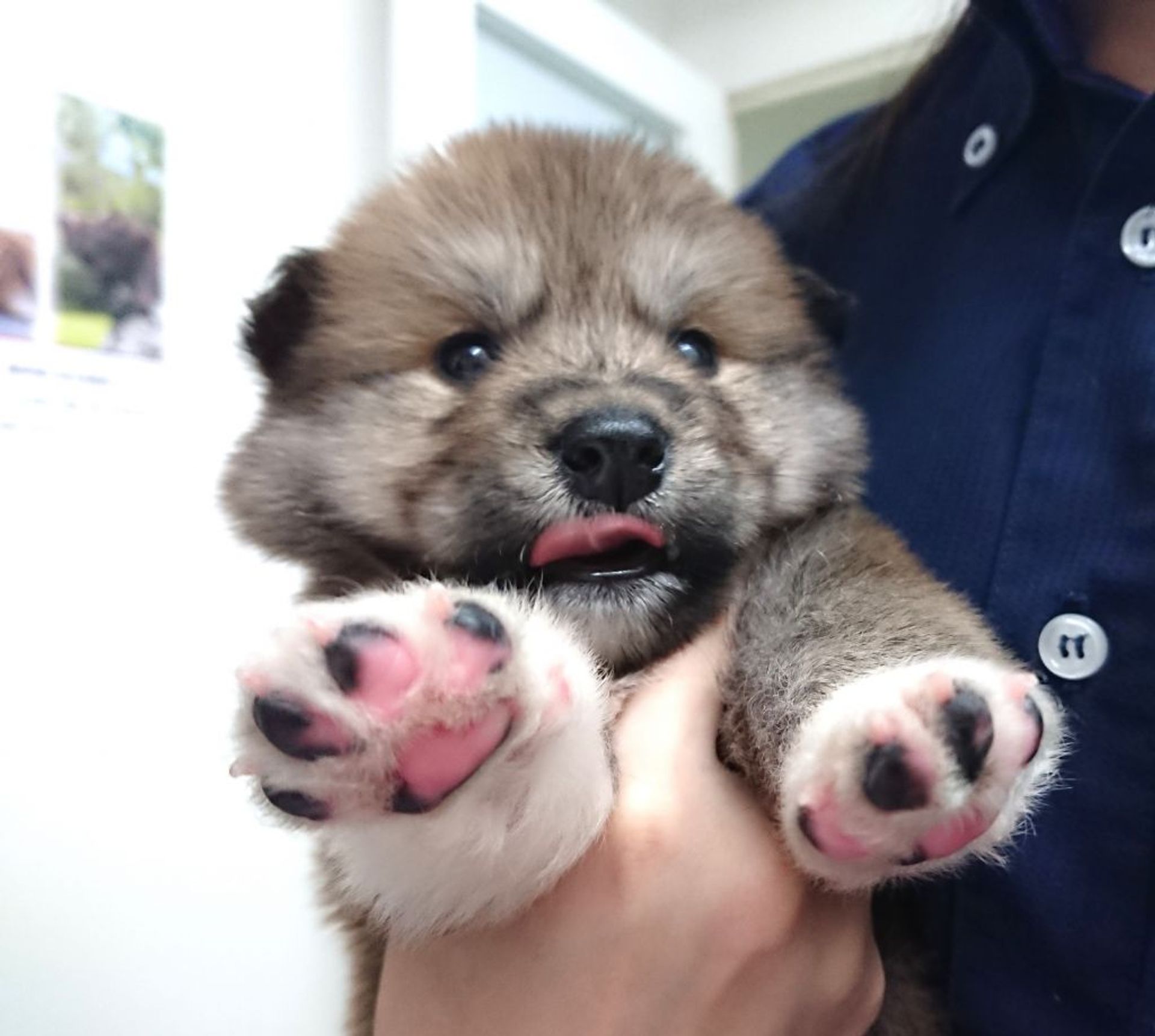 雑種（ミックス犬）・オスの里親募集の写真