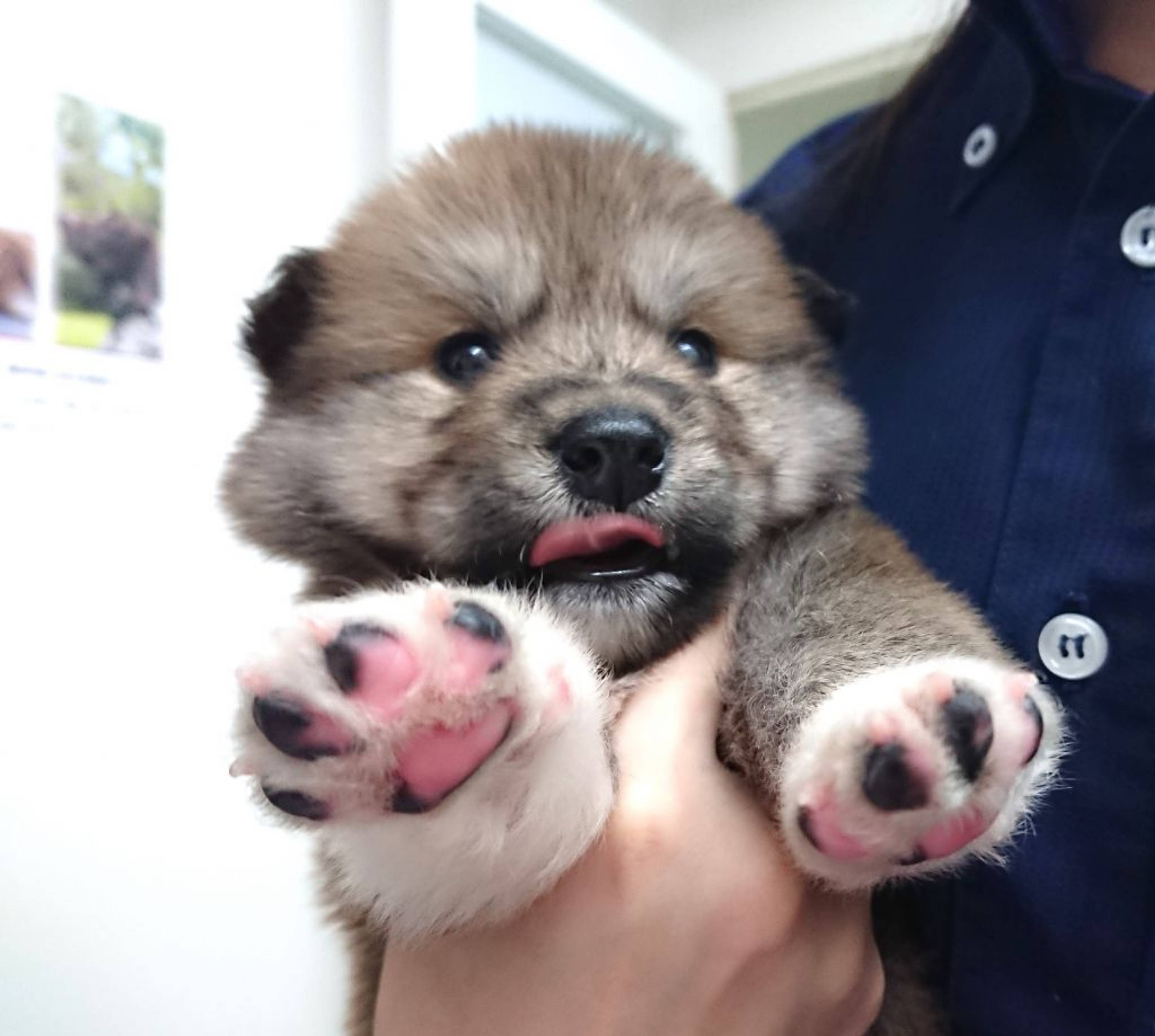 雑種（ミックス犬）・オスの里親募集の写真