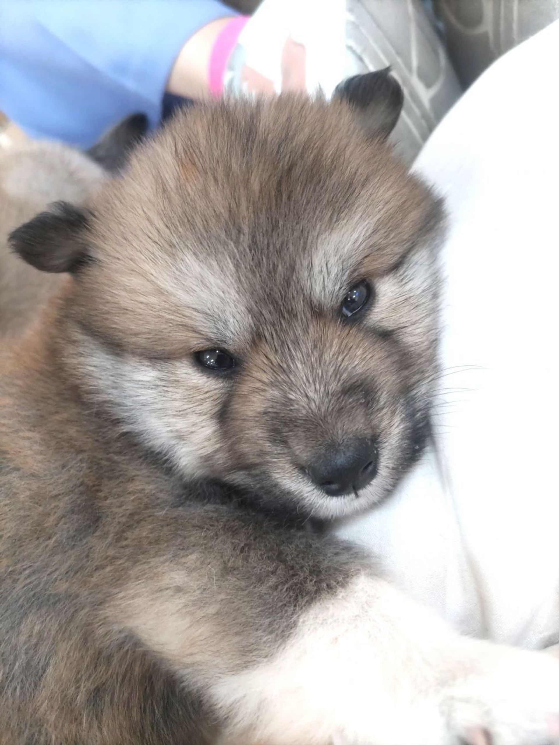雑種（ミックス犬）・オスの里親募集の写真