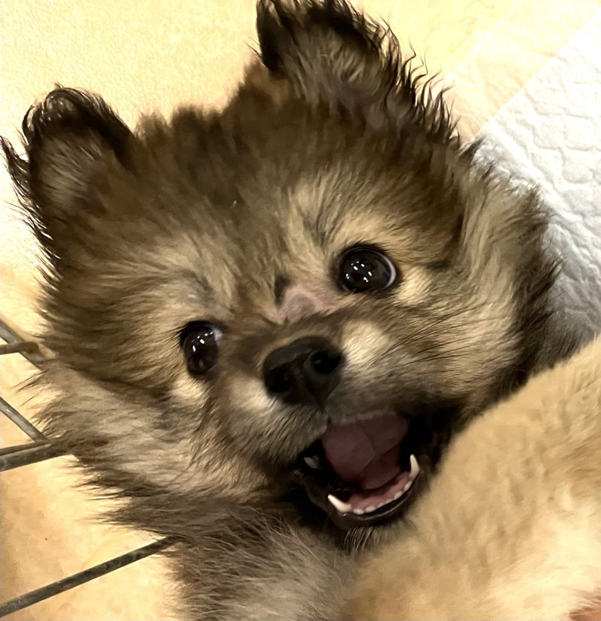 雑種（ミックス犬）・メスの里親募集の写真