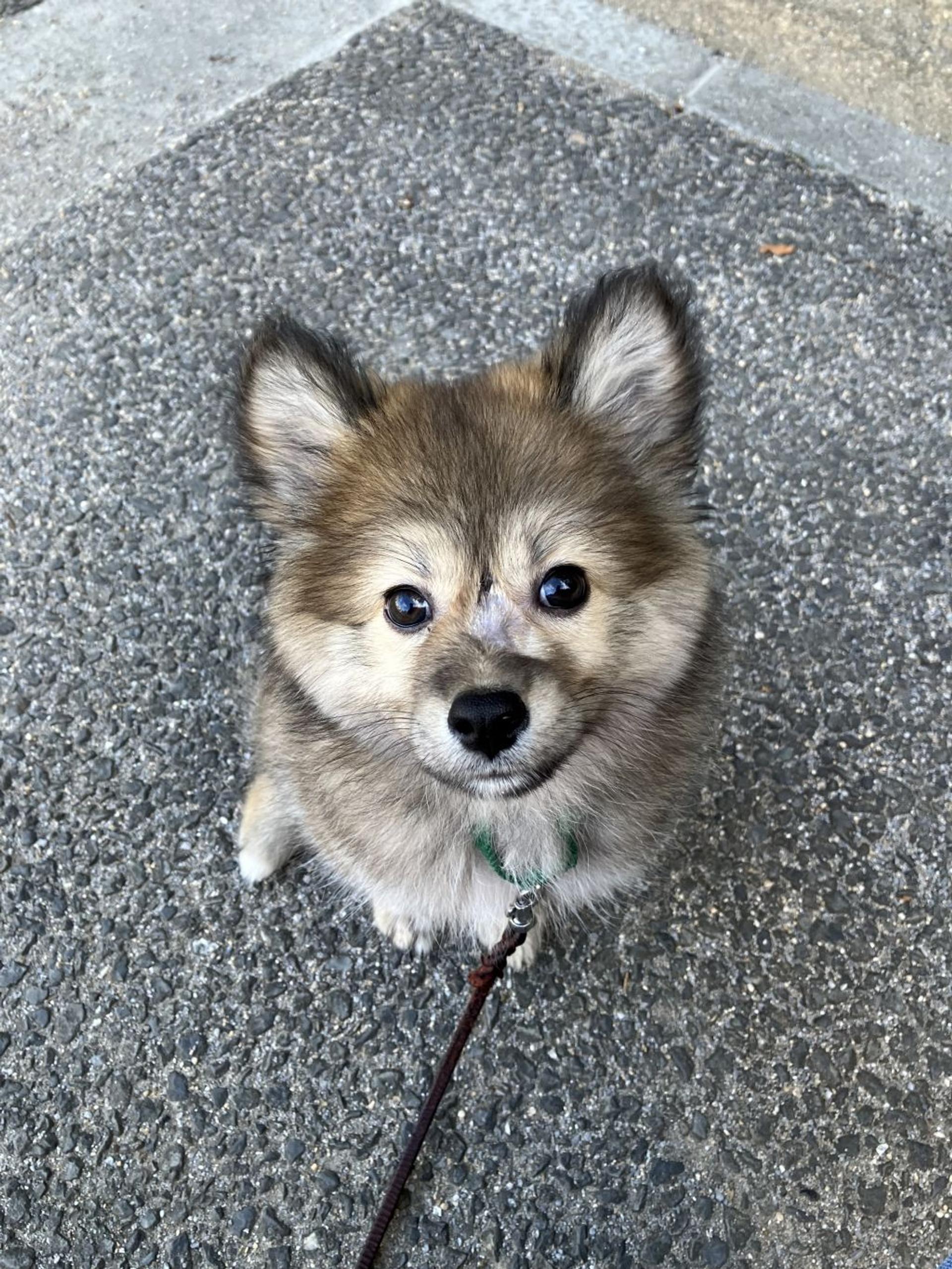 pet-image-2
