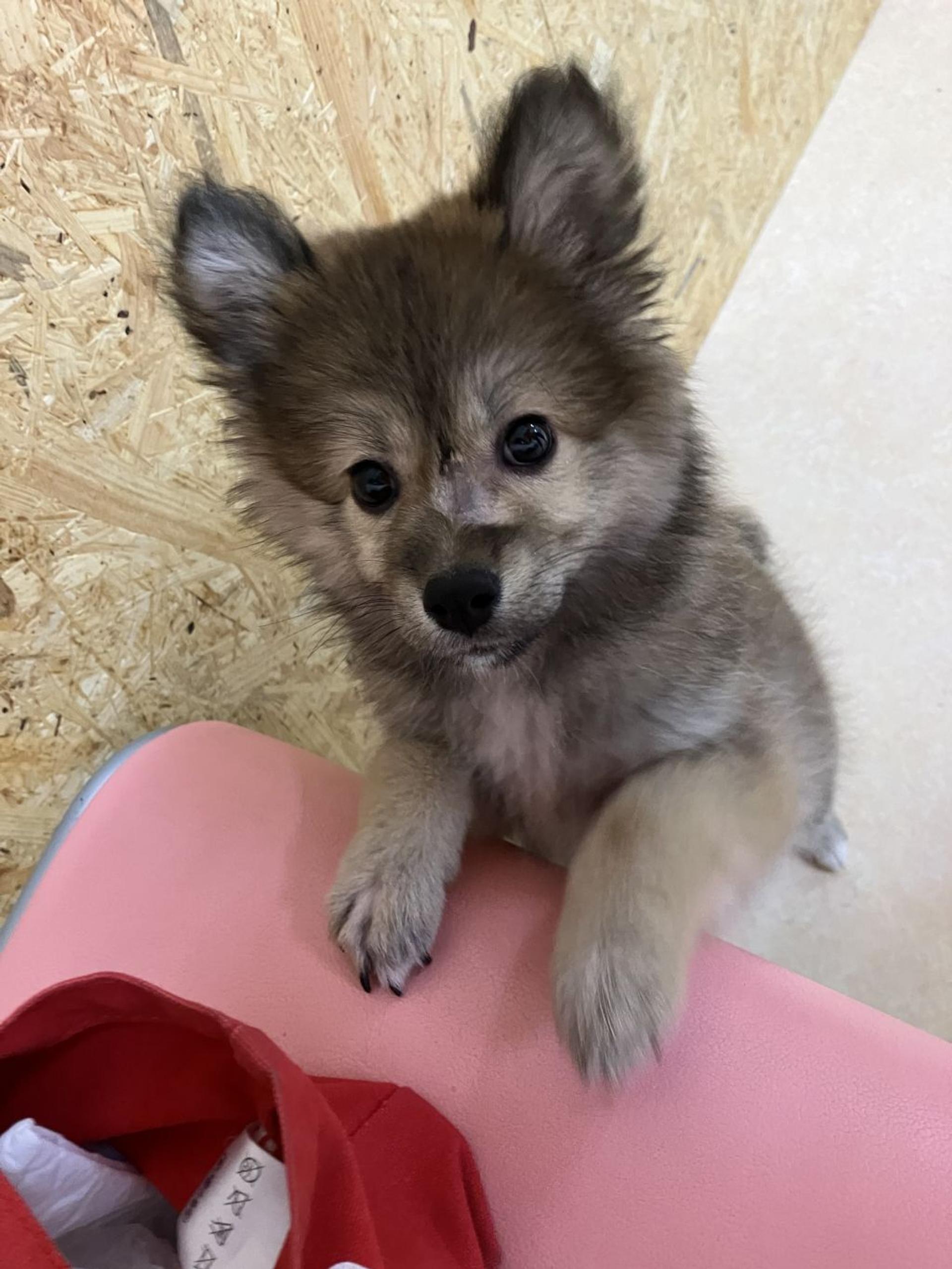 pet-image-3